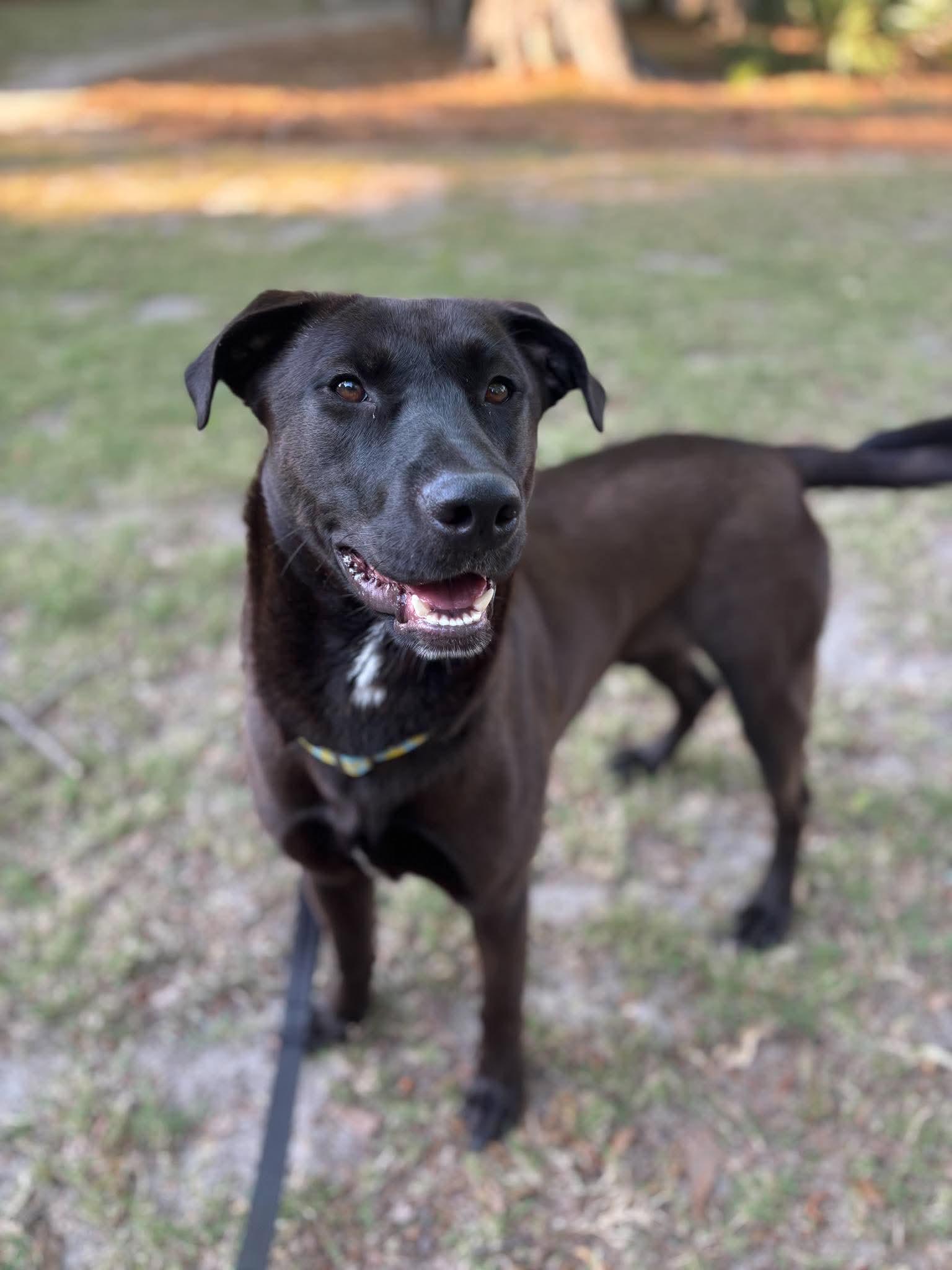Enlarge Archie, a Adoptable Labrador Retriever in Mount Pleasant, SC image 2/3