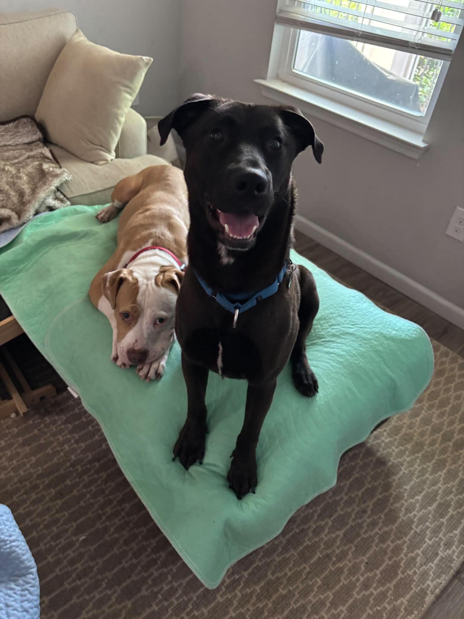 Enlarge Archie, a Adoptable Labrador Retriever in Mount Pleasant, SC image 3/3