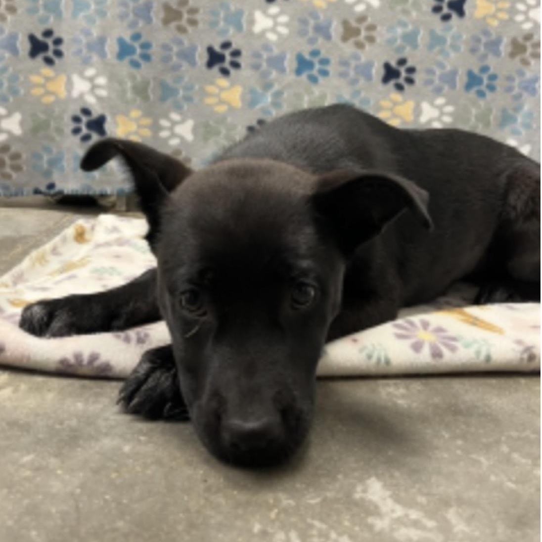 Zoey, ADOPTABLE, Puppy Female Black Labrador Retriever & German Shepherd Dog.