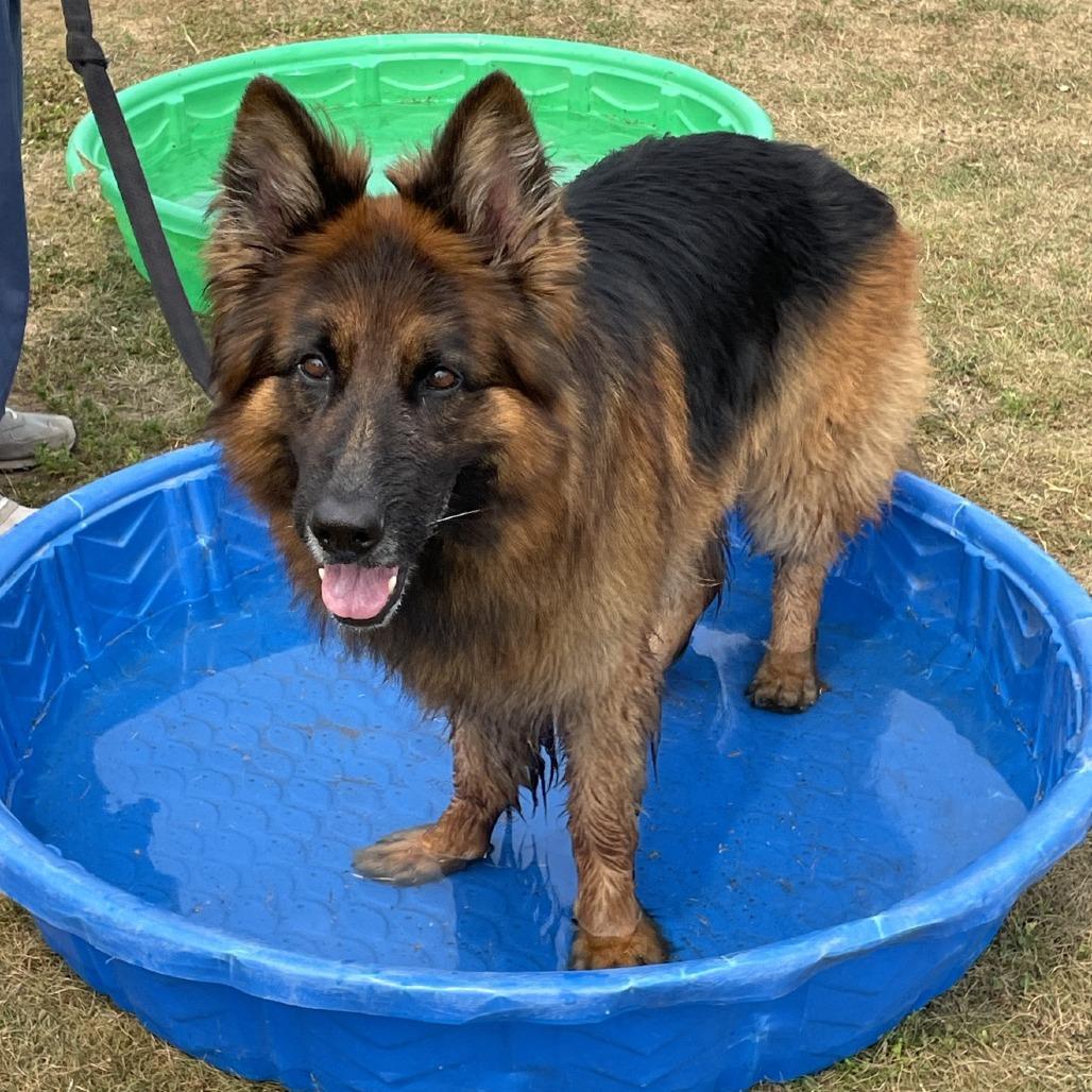 Enlarge Sully 260010, a Adoptable German Shepherd Dog in Escanaba, MI image 2/6