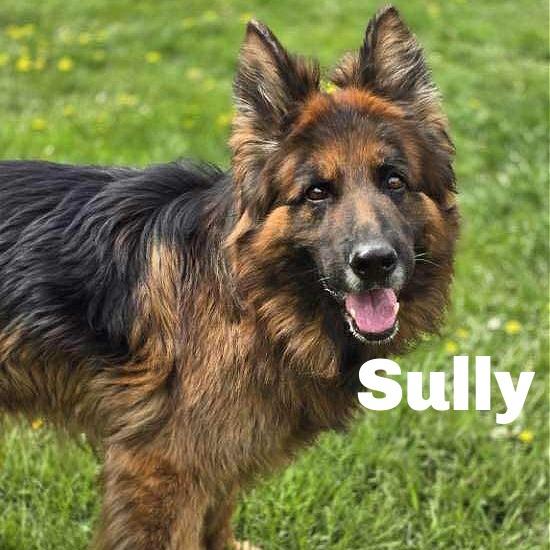 Enlarge Sully 260010, a Adoptable German Shepherd Dog in Escanaba, MI image 3/6