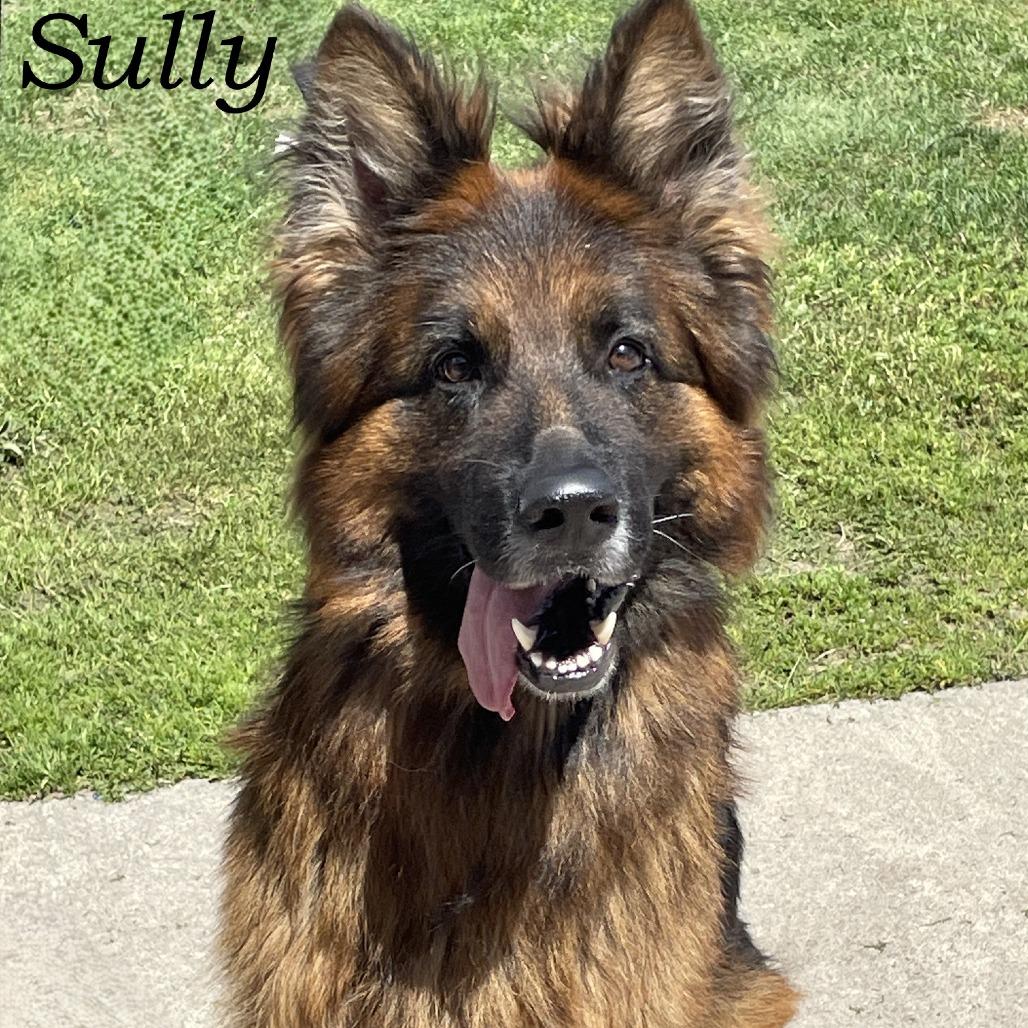 Enlarge Sully 260010, a Adoptable German Shepherd Dog in Escanaba, MI image 4/6