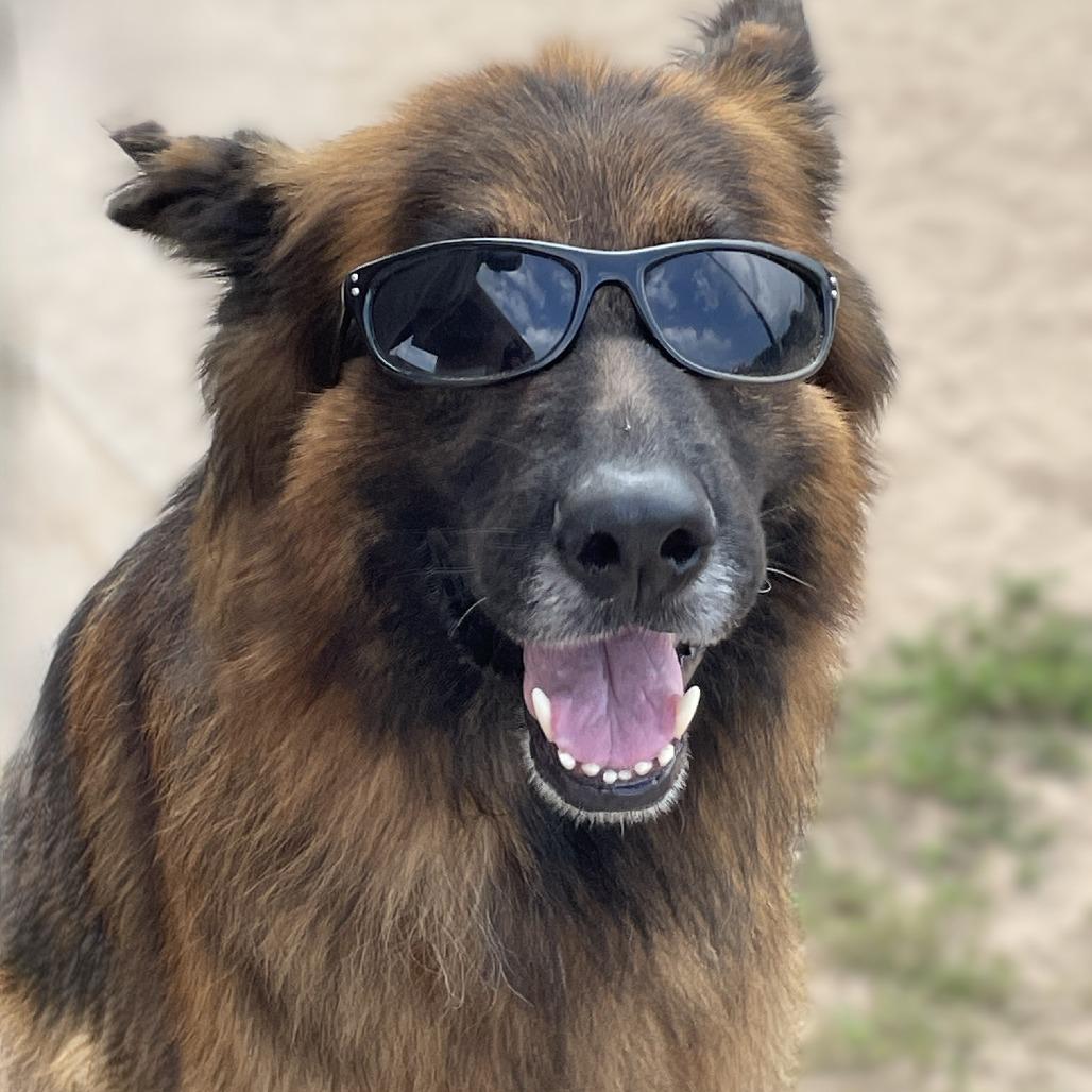 Enlarge Sully 260010, a Adoptable German Shepherd Dog in Escanaba, MI image 5/6