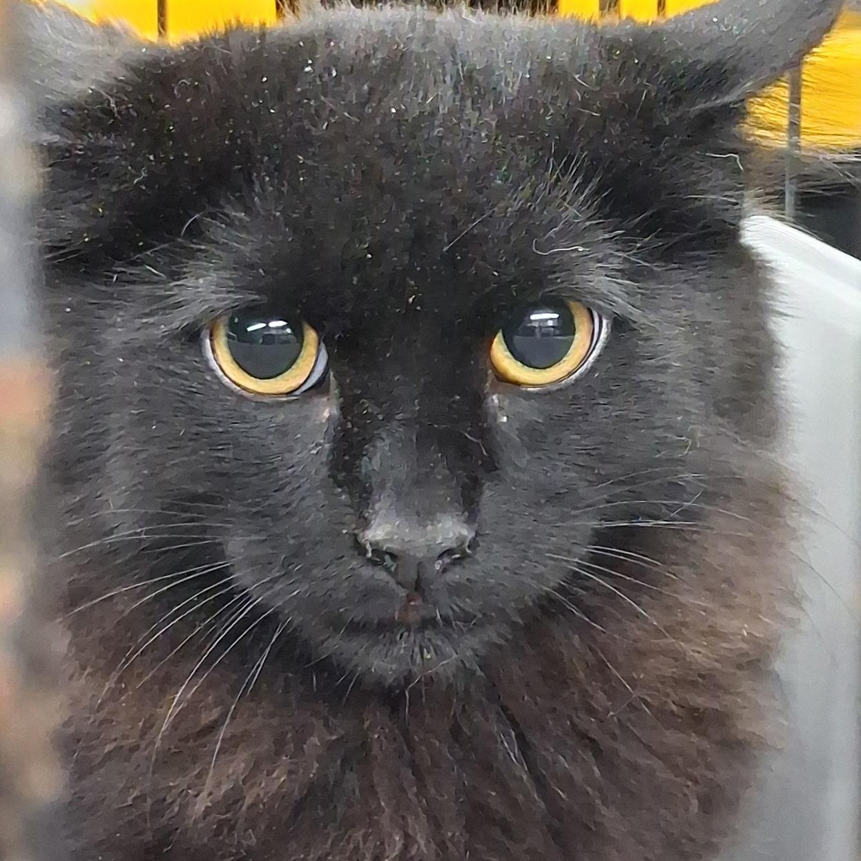 Enlarge Apollo and Loki bonded barn kittens, a Adoptable Domestic Long Hair in Rochester, WA image 2/2
