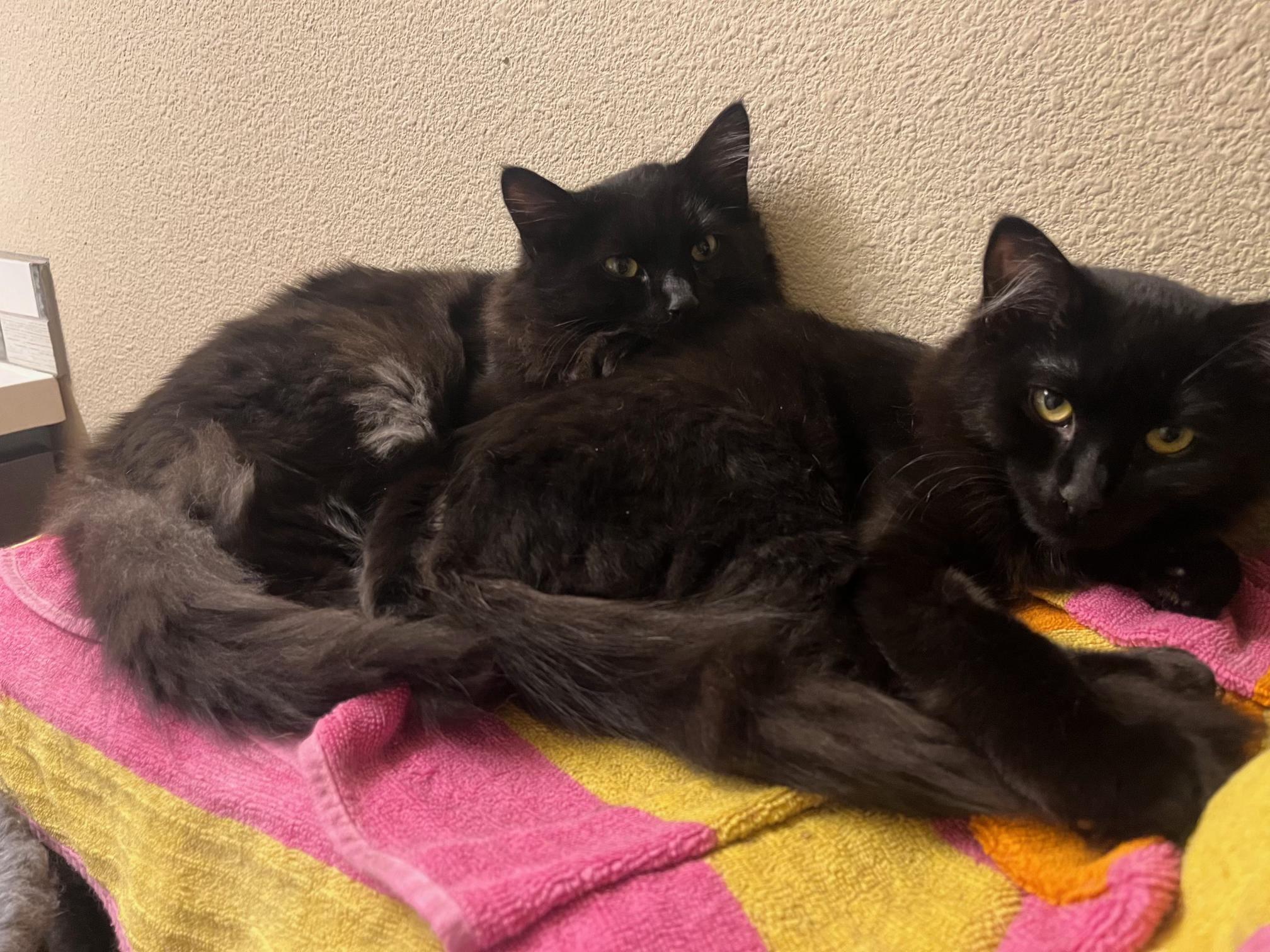 Apollo and Loki bonded barn kittens, Adoptable, Young Male Domestic Long Hair.