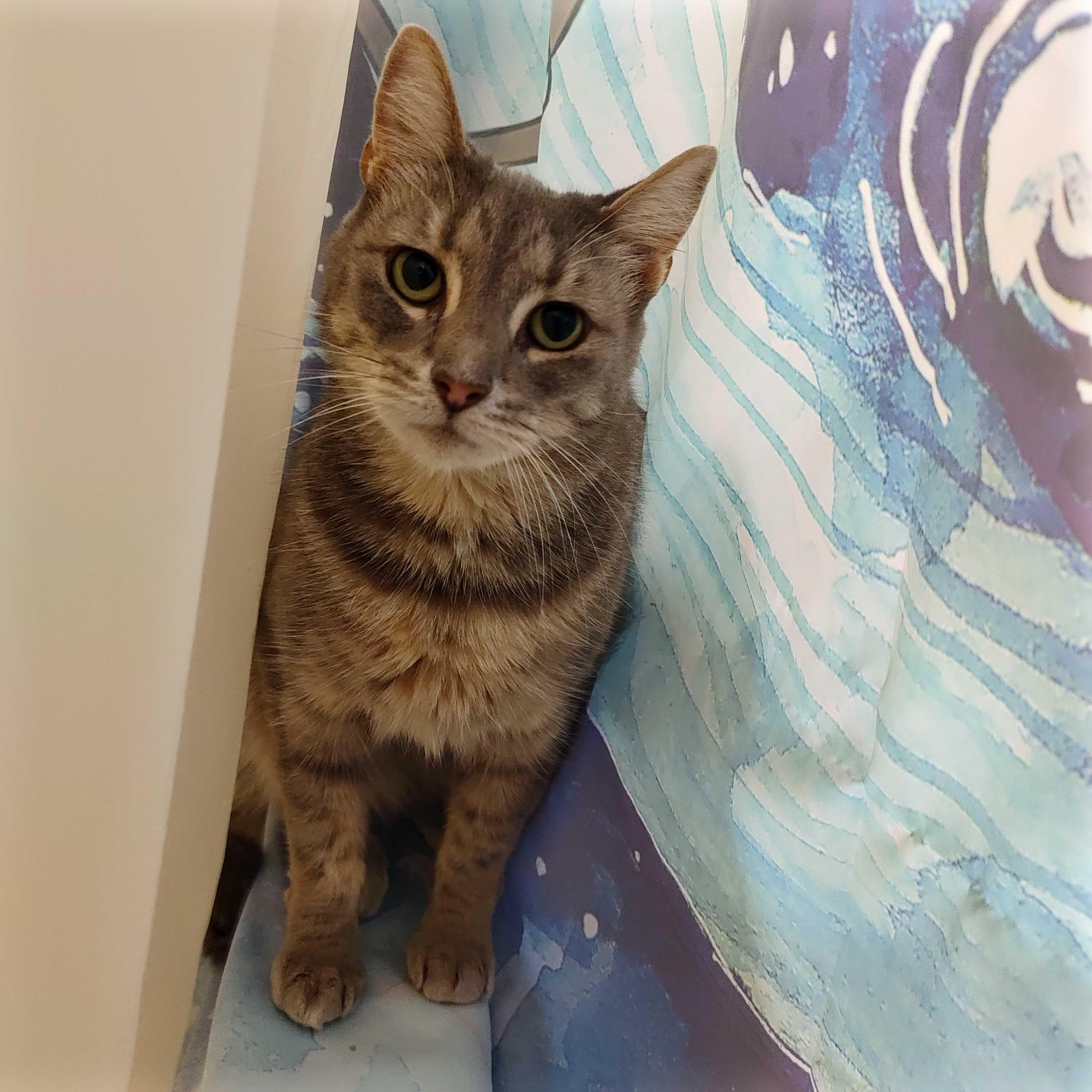 Drexel, ADOPTABLE, Adult Female Domestic Short Hair.