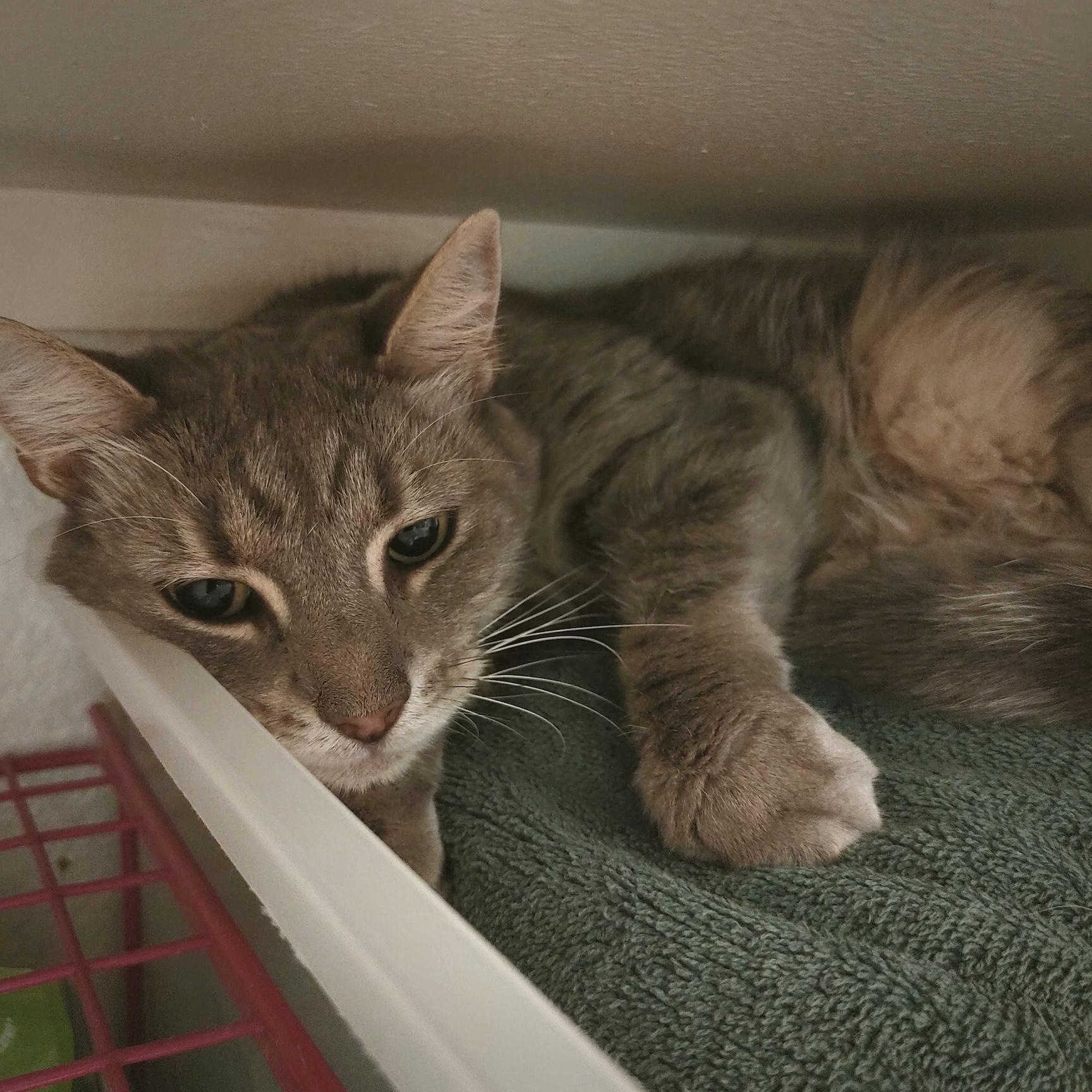 Drexel, a ADOPTABLE Domestic Short Hair in Denver, CO image 2/2