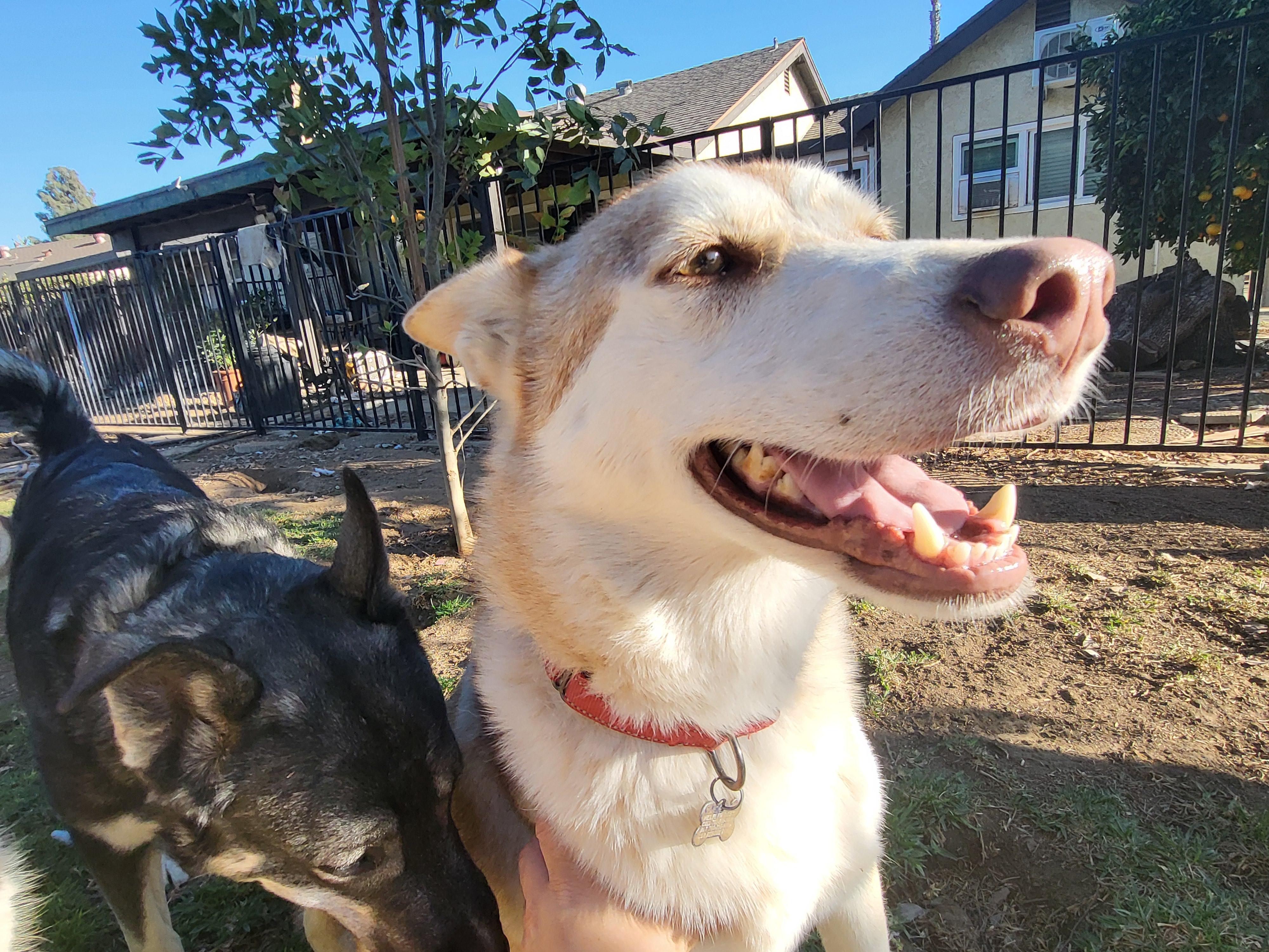 Enlarge RICKY, a Adoptable Siberian Husky in RIVERSIDE, CA image 1/6