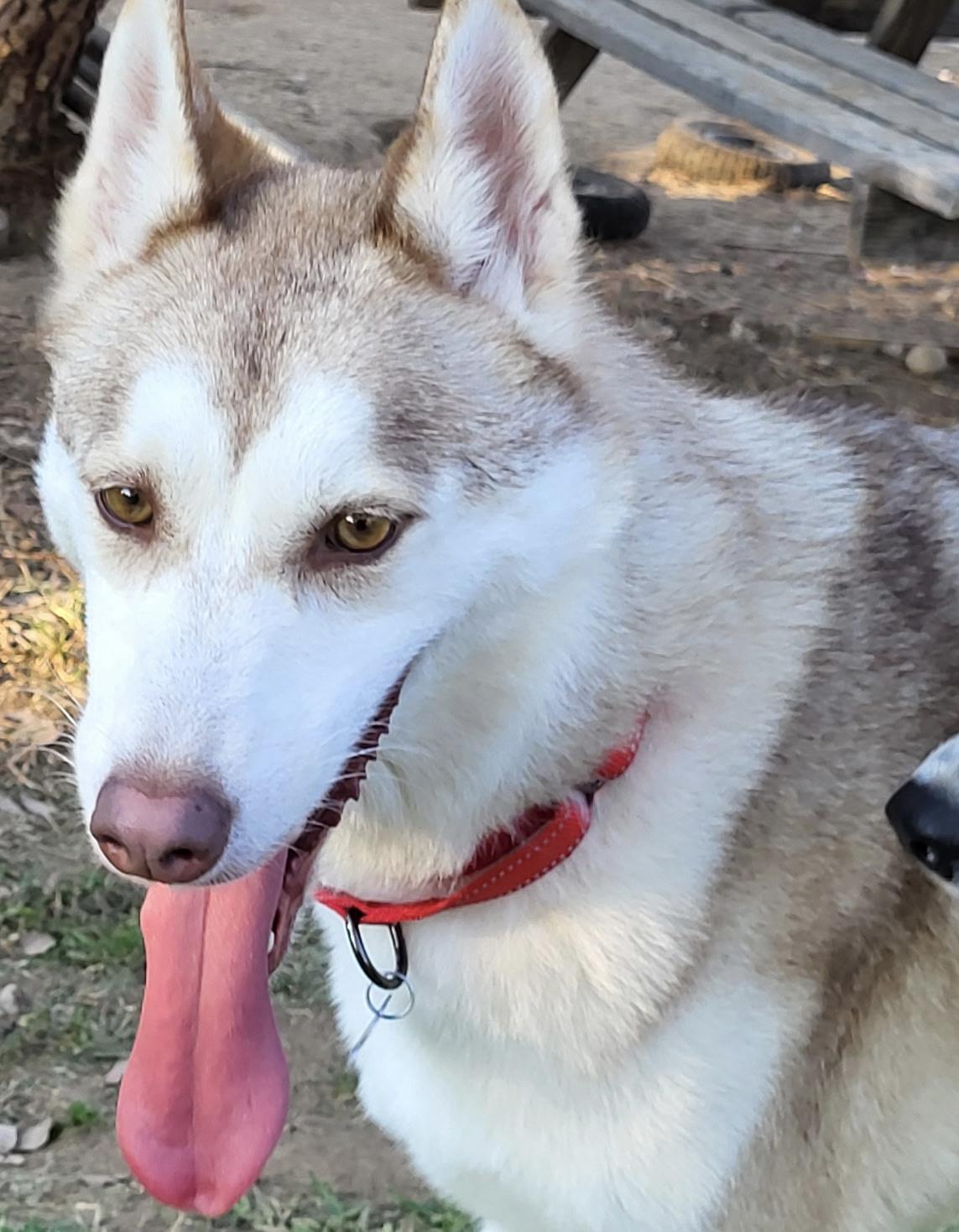 Enlarge RICKY, a Adoptable Siberian Husky in RIVERSIDE, CA image 2/6
