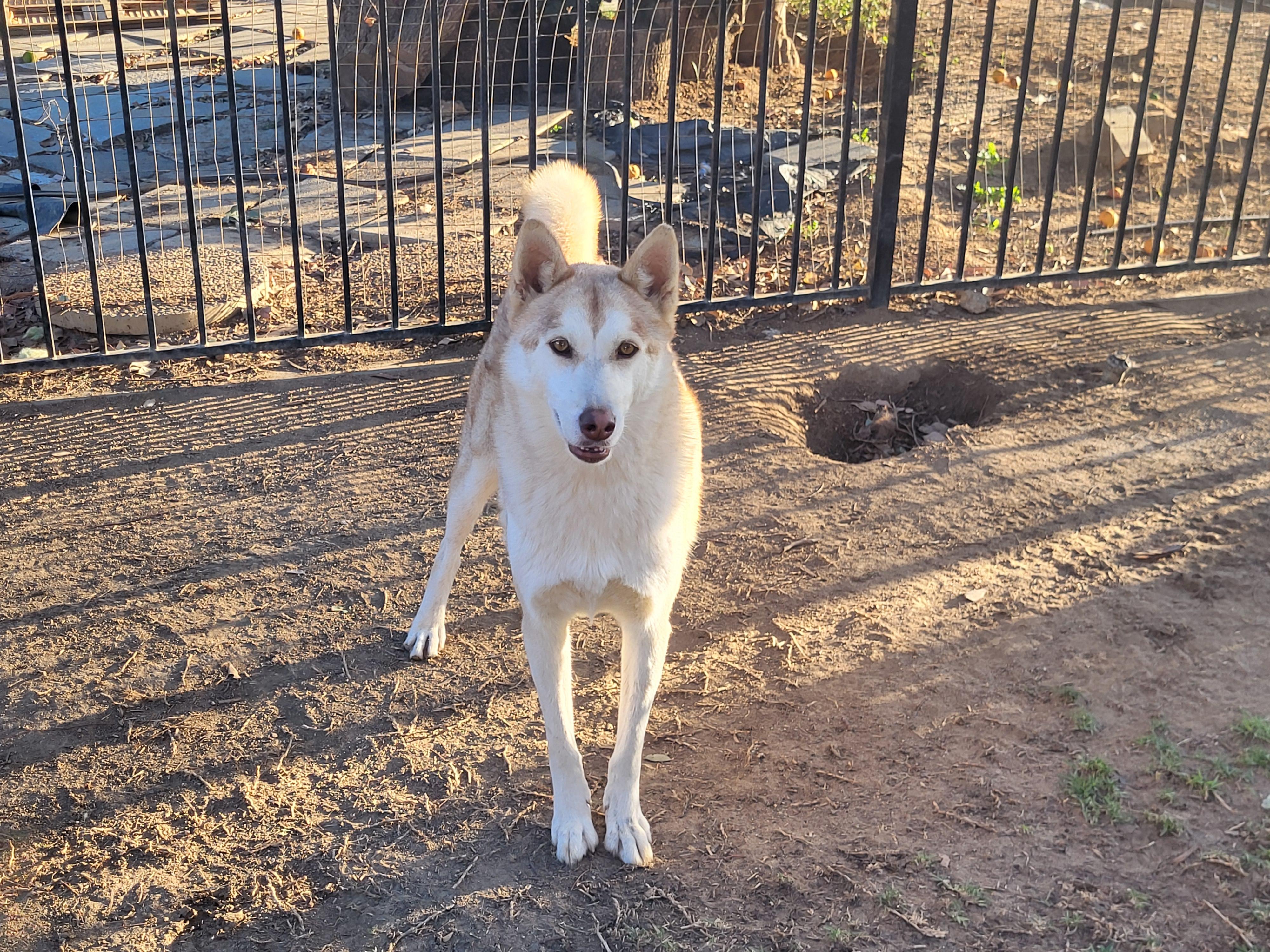 RICKY, Adoptable, Young Male Siberian Husky.