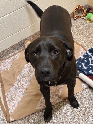 Enlarge River, a ADOPTABLE Mixed Breed in West Swanzey, NH image 1/1