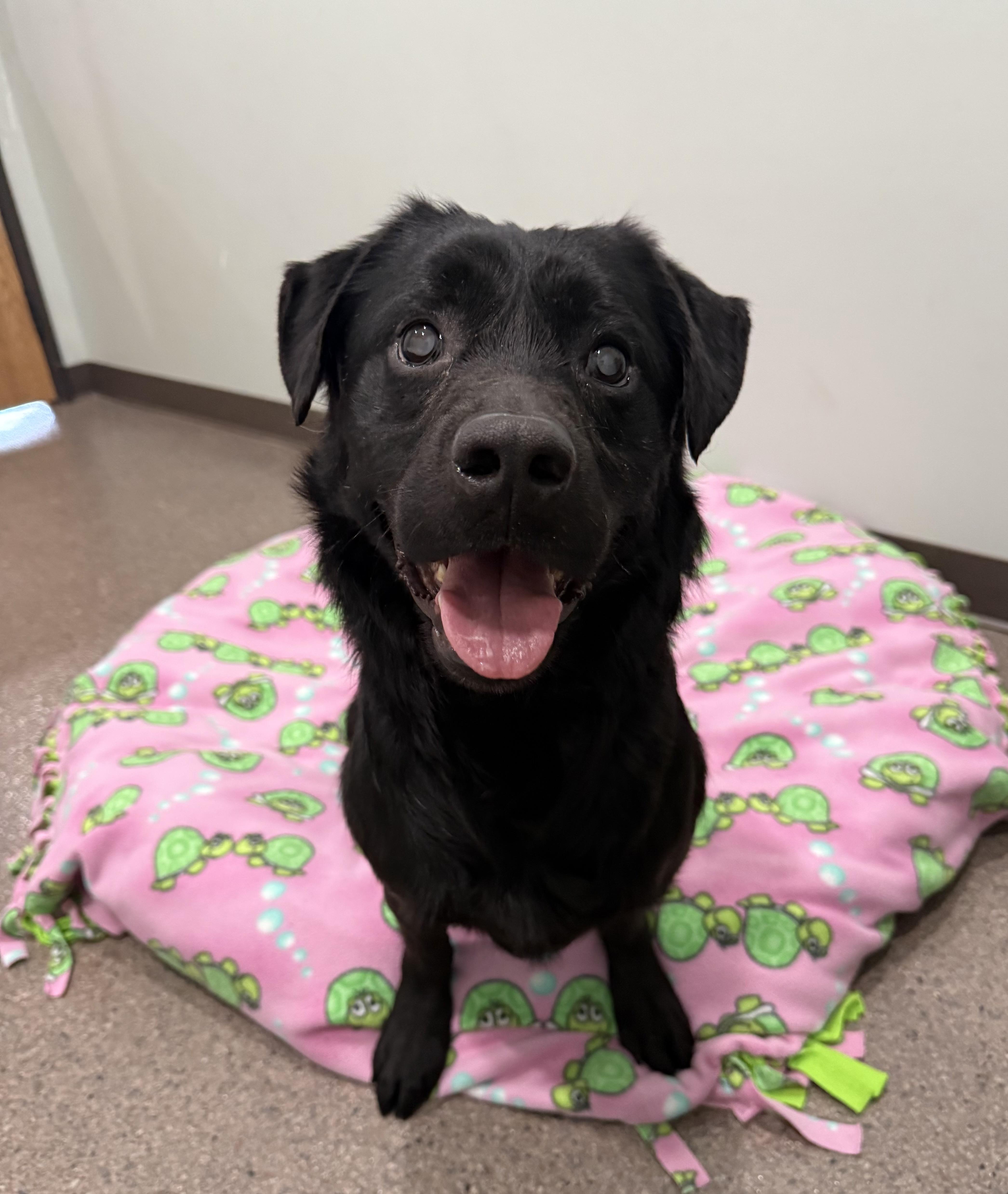 Enlarge Porter, a ADOPTABLE mixed breed in Sault Sainte Marie, MI image 1/3