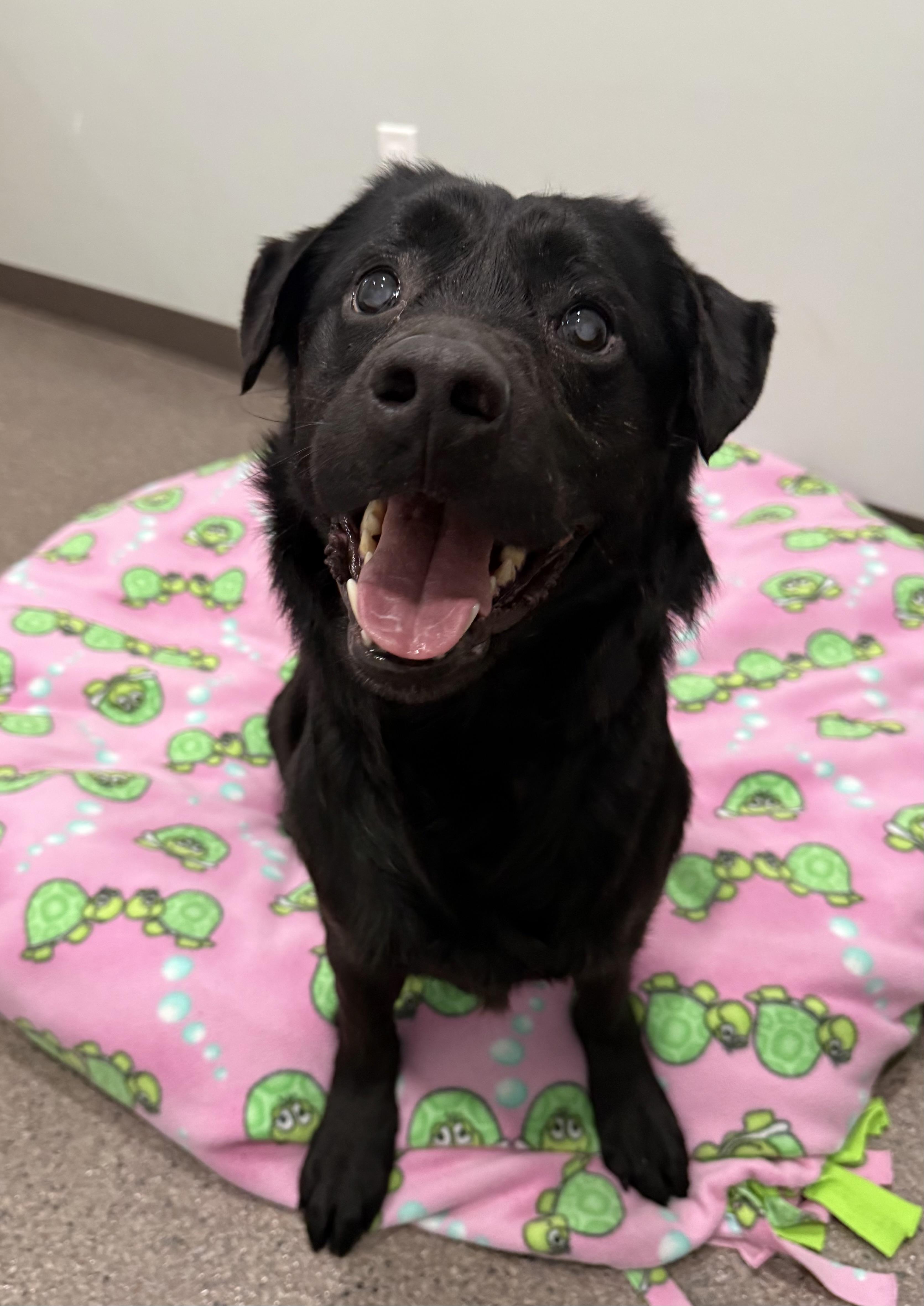Enlarge Porter, a ADOPTABLE mixed breed in Sault Sainte Marie, MI image 2/3