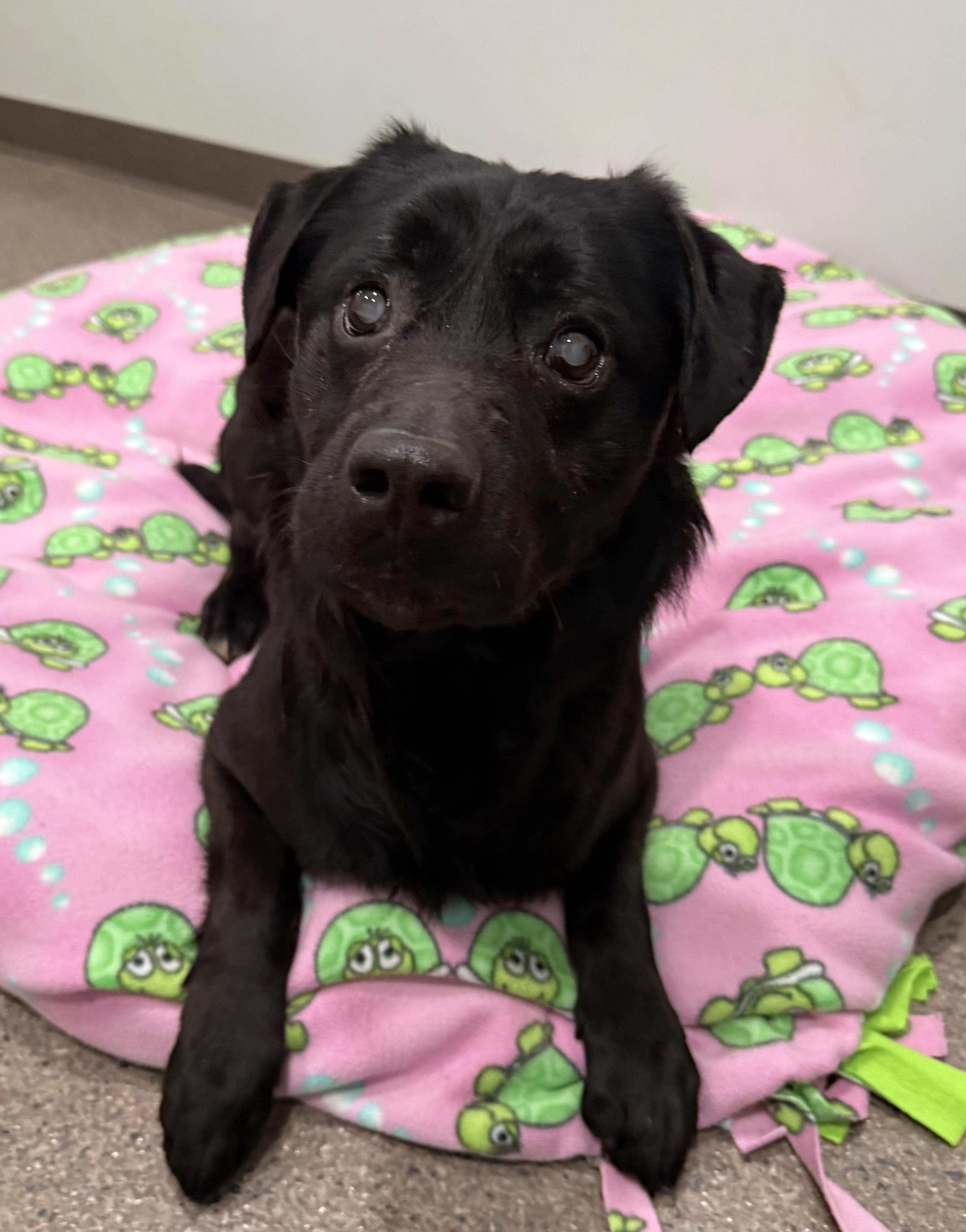 Enlarge Porter, a ADOPTABLE mixed breed in Sault Sainte Marie, MI image 3/3