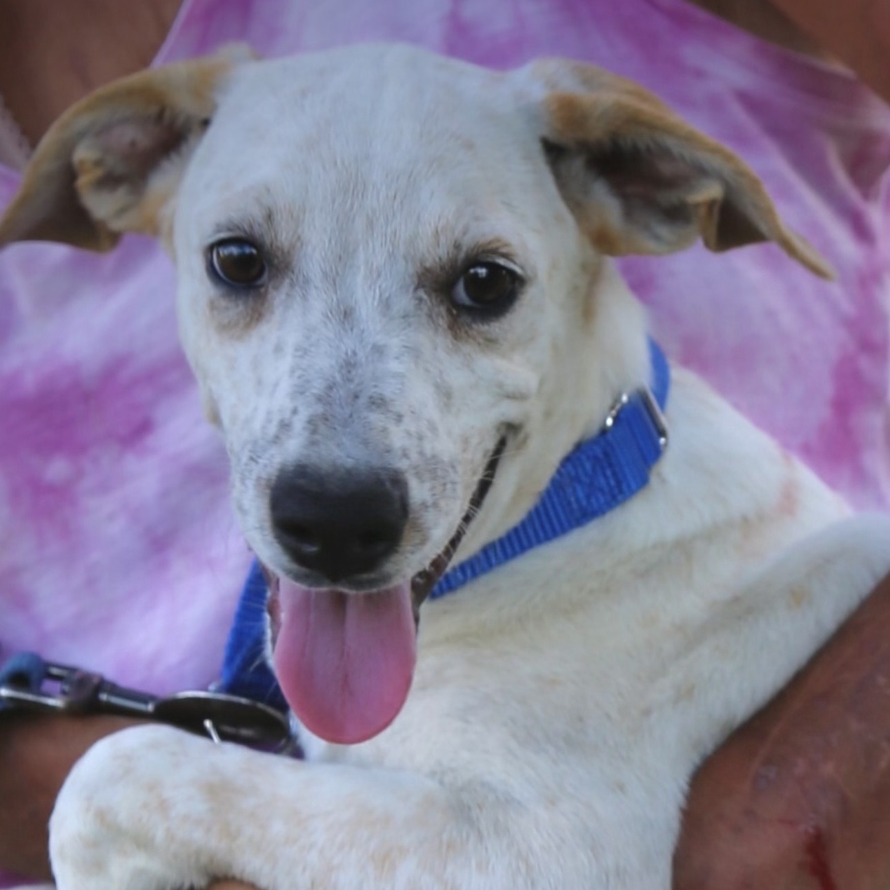 Dog for adoption Aspen, a Labrador Retriever & Hound Mix in