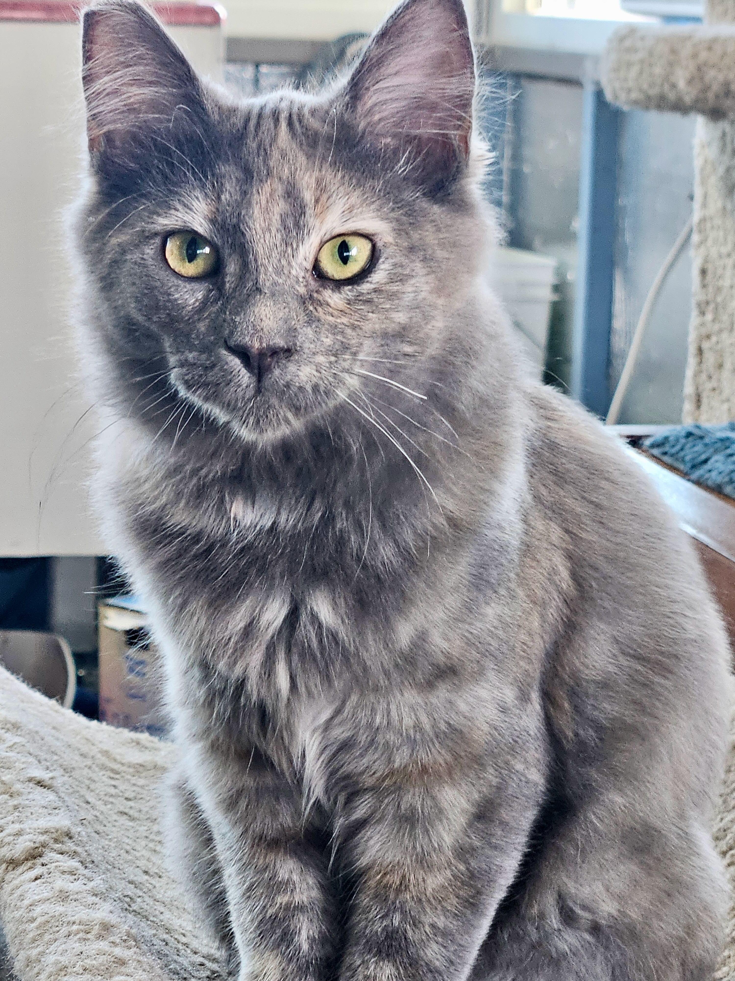 Enlarge Bootsy & Mocha, a Adoptable mixed breed in Hood River, OR image 5/6