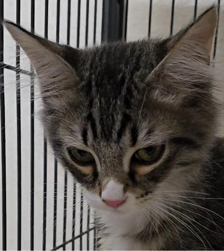 Bowie, ADOPTABLE, Young Male Domestic Medium Hair.