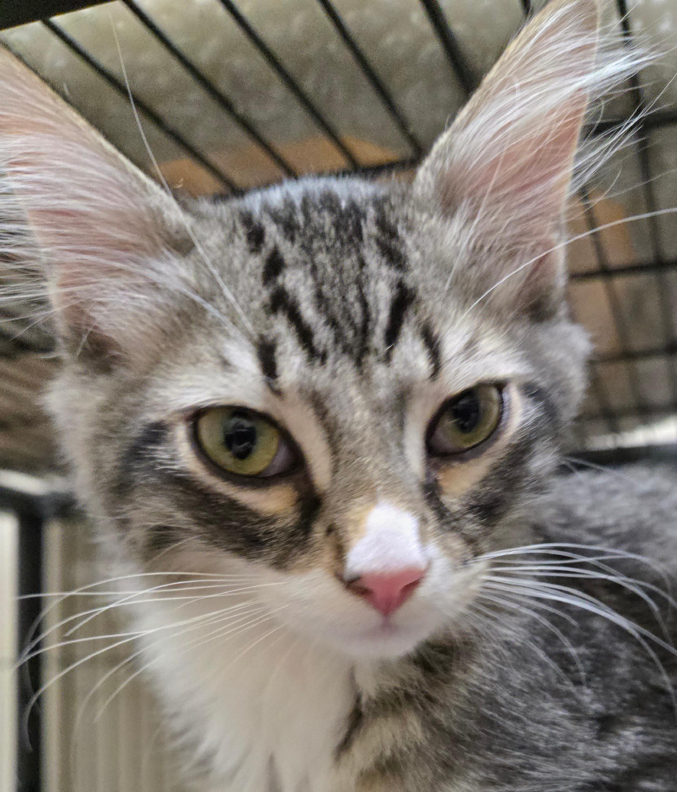 Bowie, a ADOPTABLE Domestic Medium Hair in Long Beach, WA image 2/3