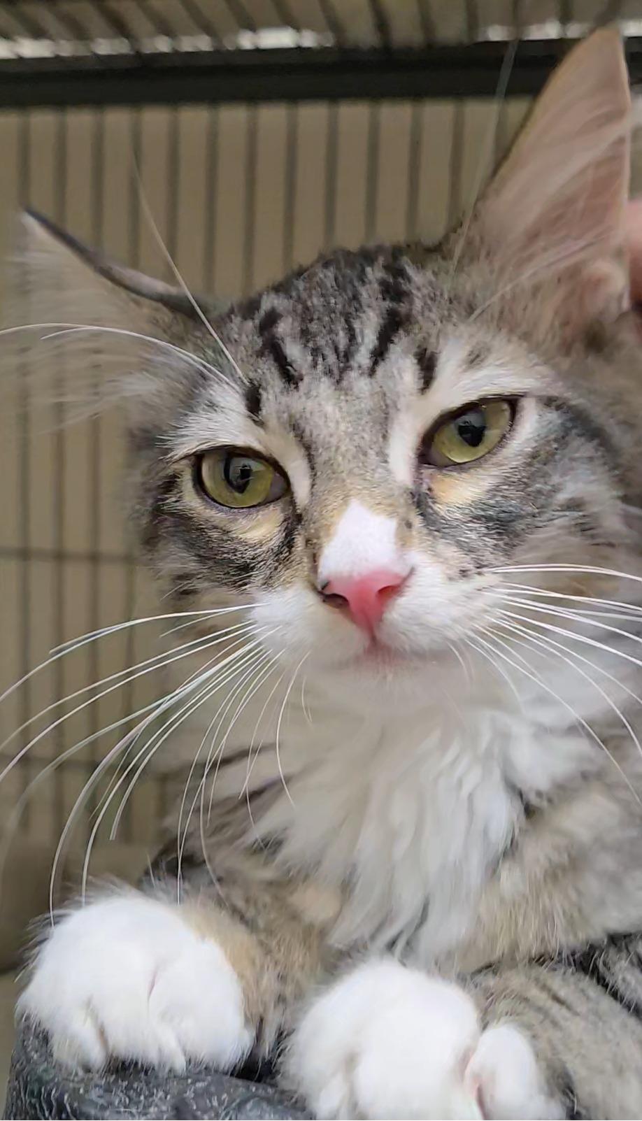 Bowie, a ADOPTABLE Domestic Medium Hair in Long Beach, WA image 3/3