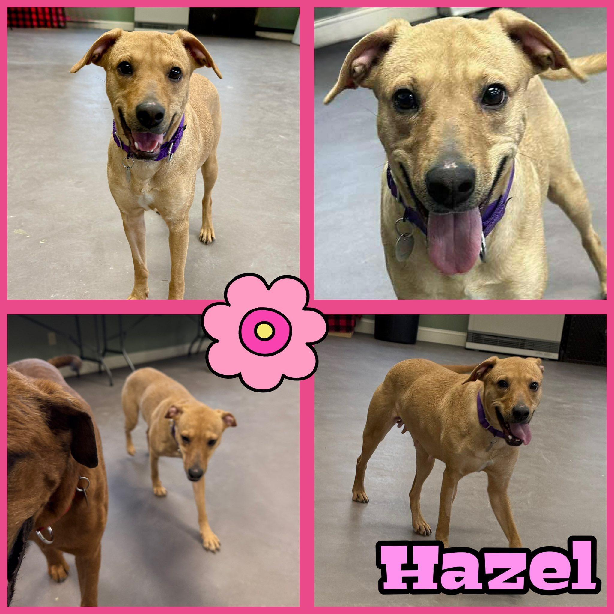 Enlarge Hazel and Emmie, a ADOPTABLE mixed breed in Springfield, VT image 2/2