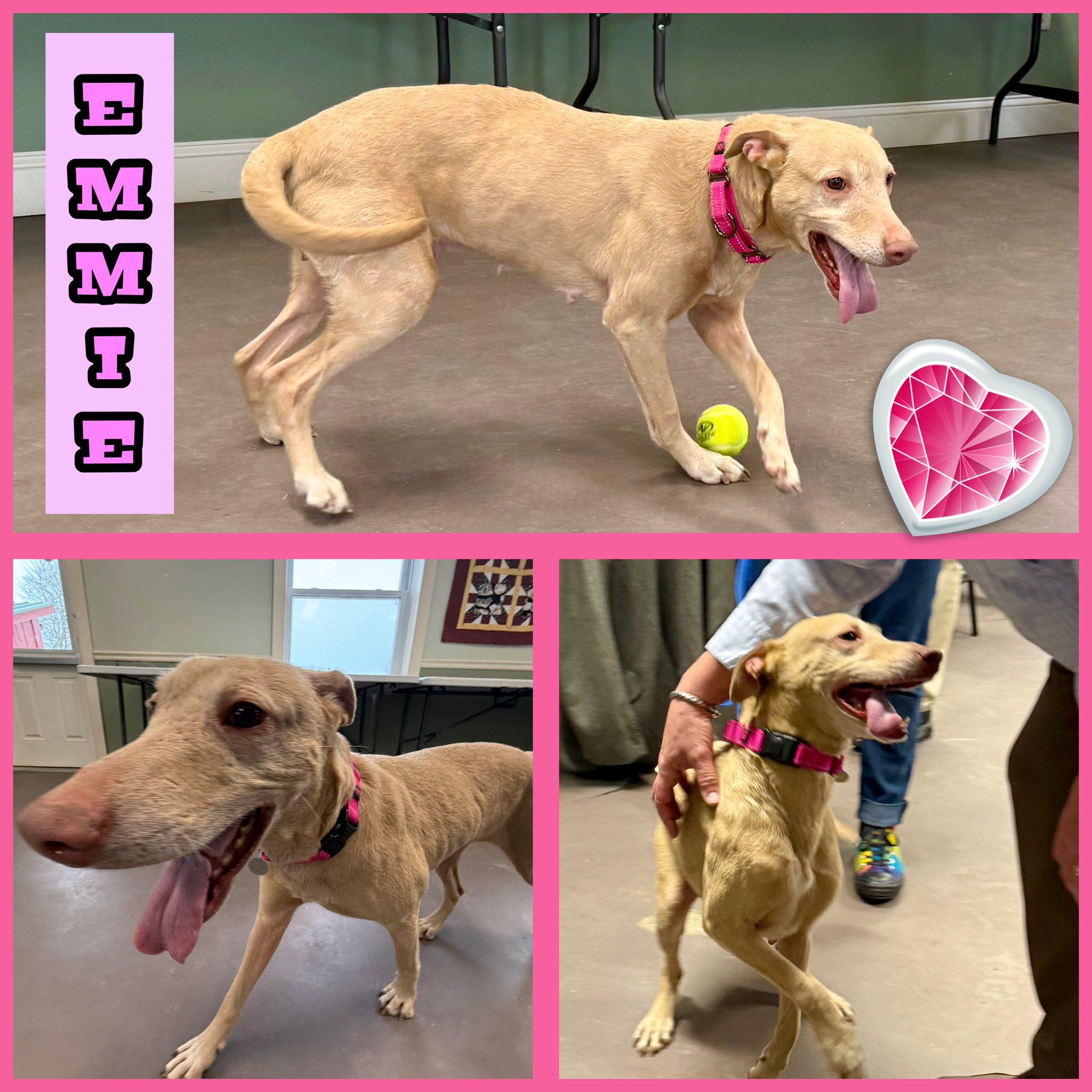 Enlarge Hazel and Emmie, a ADOPTABLE mixed breed in Springfield, VT image 1/2