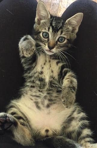 SMALLS - Adopt Me With My Mom!, Adoptable, Kitten Male Domestic Short Hair & Bengal.