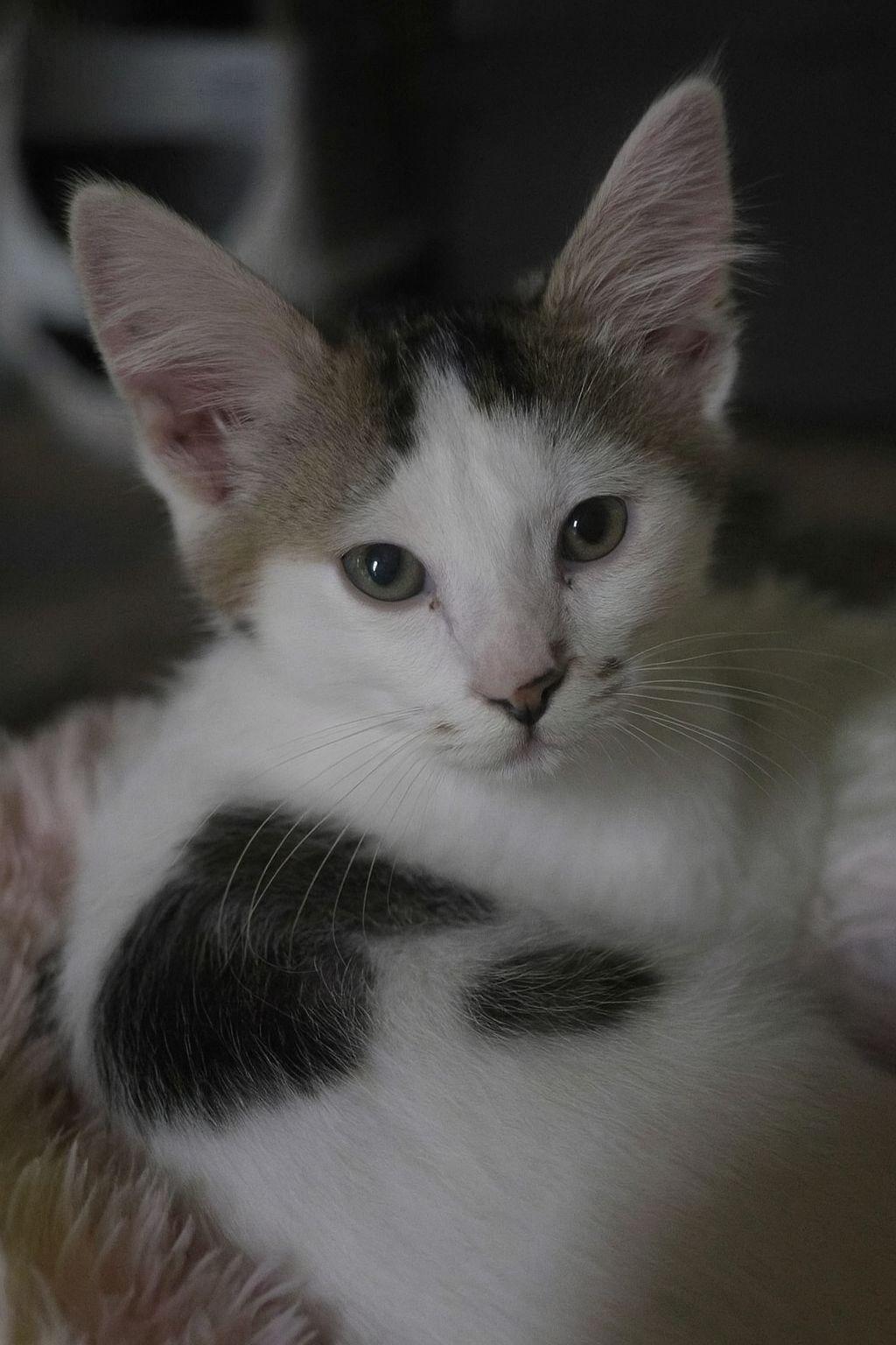 Luigi, Adoptable, Kitten Male Domestic Short Hair.