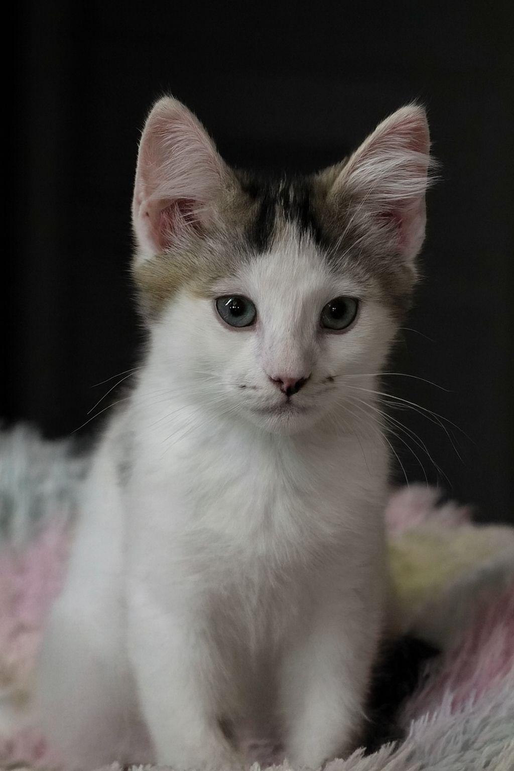 Luigi, a Adoptable Domestic Short Hair in Wilsonville, OR image 2/6