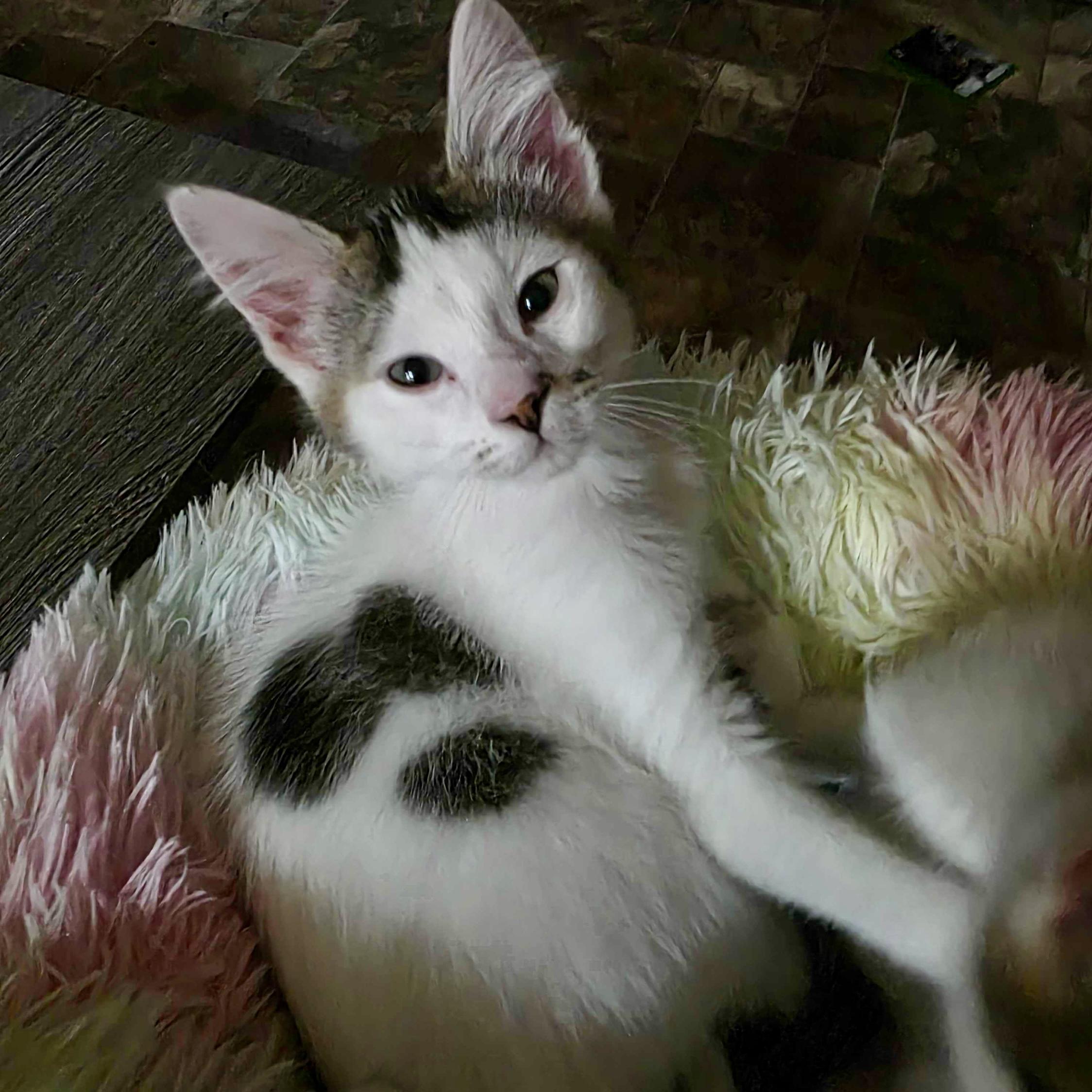 Luigi, a Adoptable Domestic Short Hair in Wilsonville, OR image 3/6