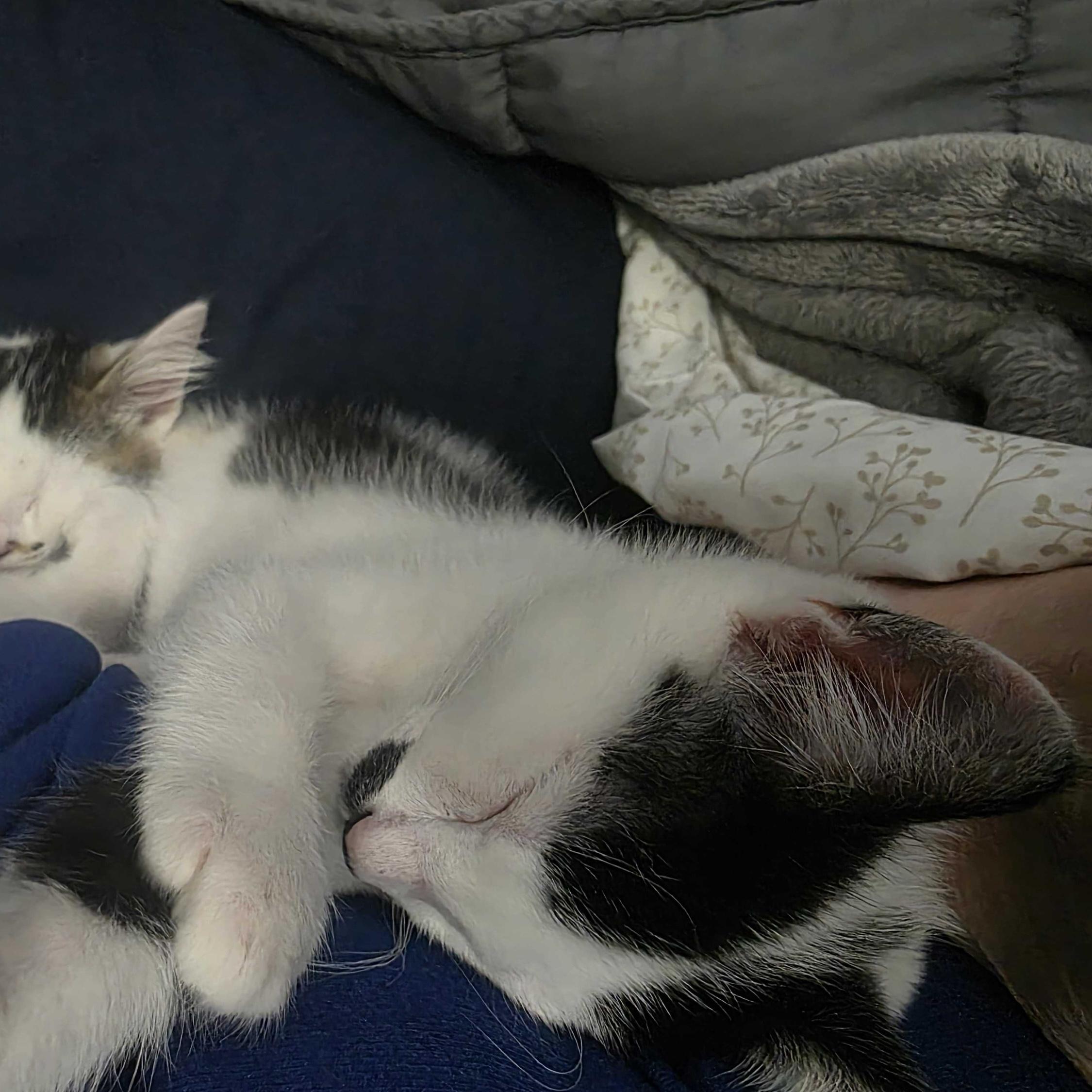 Luigi, a Adoptable Domestic Short Hair in Wilsonville, OR image 4/6