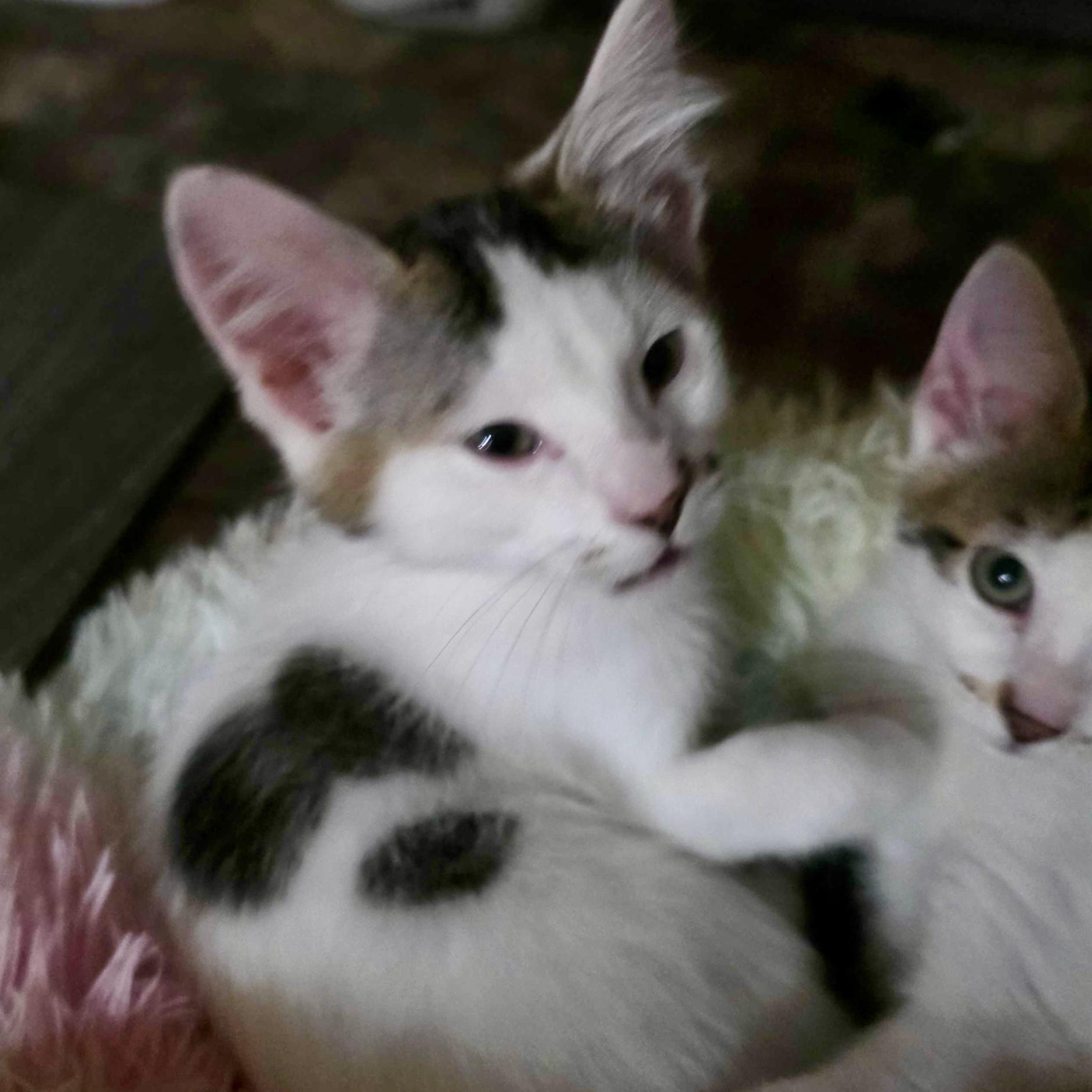 Luigi, a Adoptable Domestic Short Hair in Wilsonville, OR image 5/6