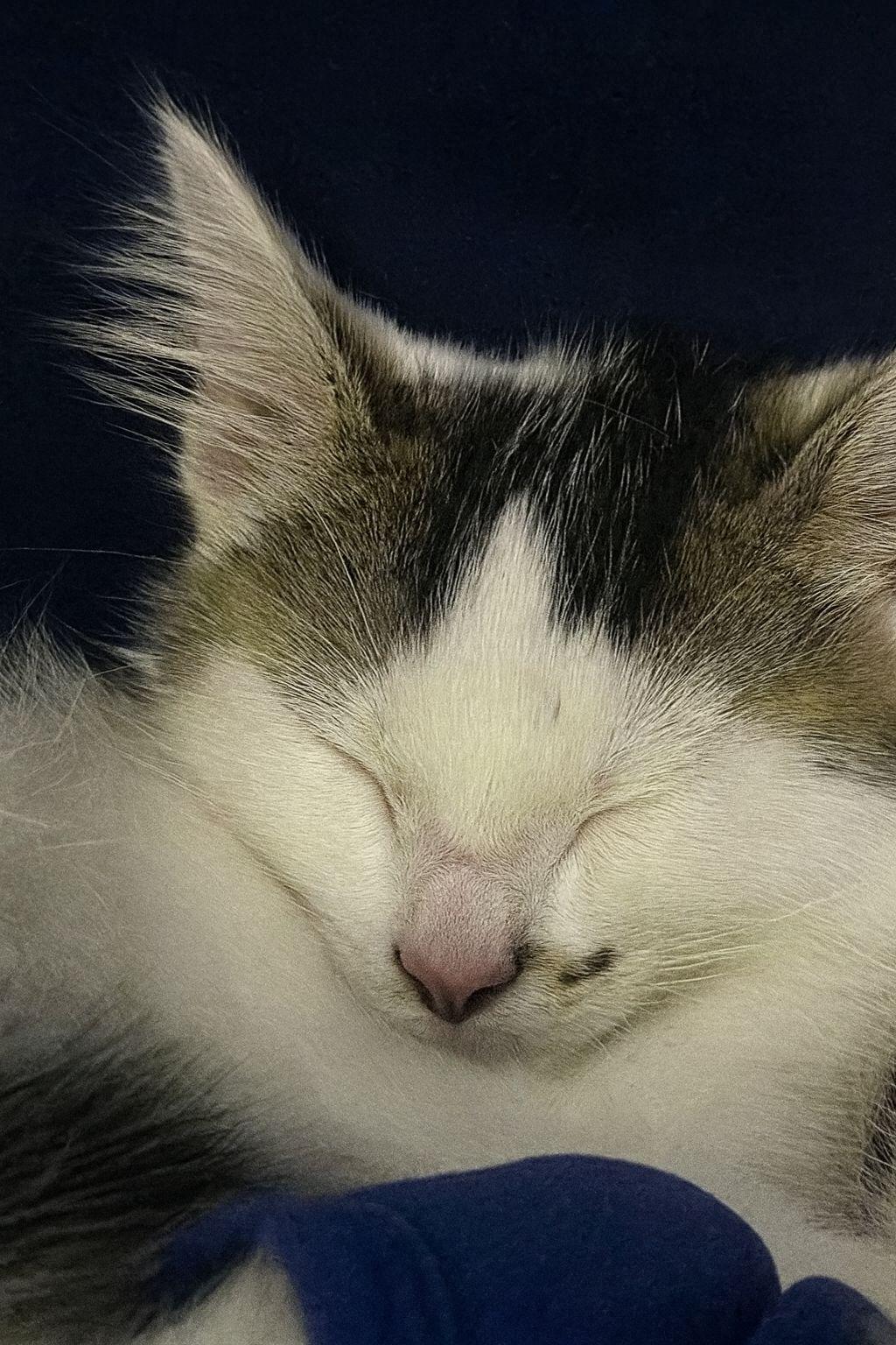 Luigi, a Adoptable Domestic Short Hair in Wilsonville, OR image 6/6