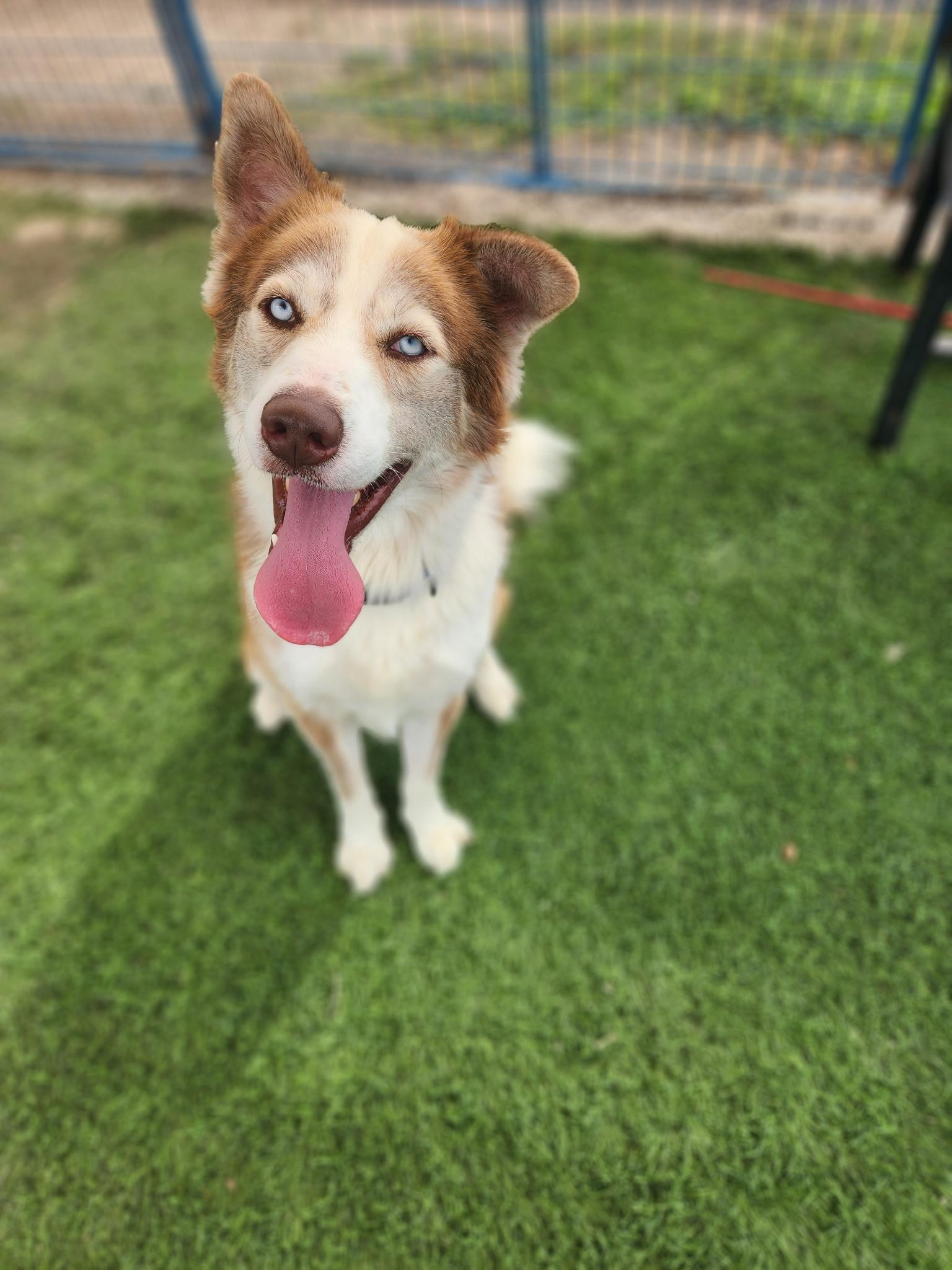 Duke