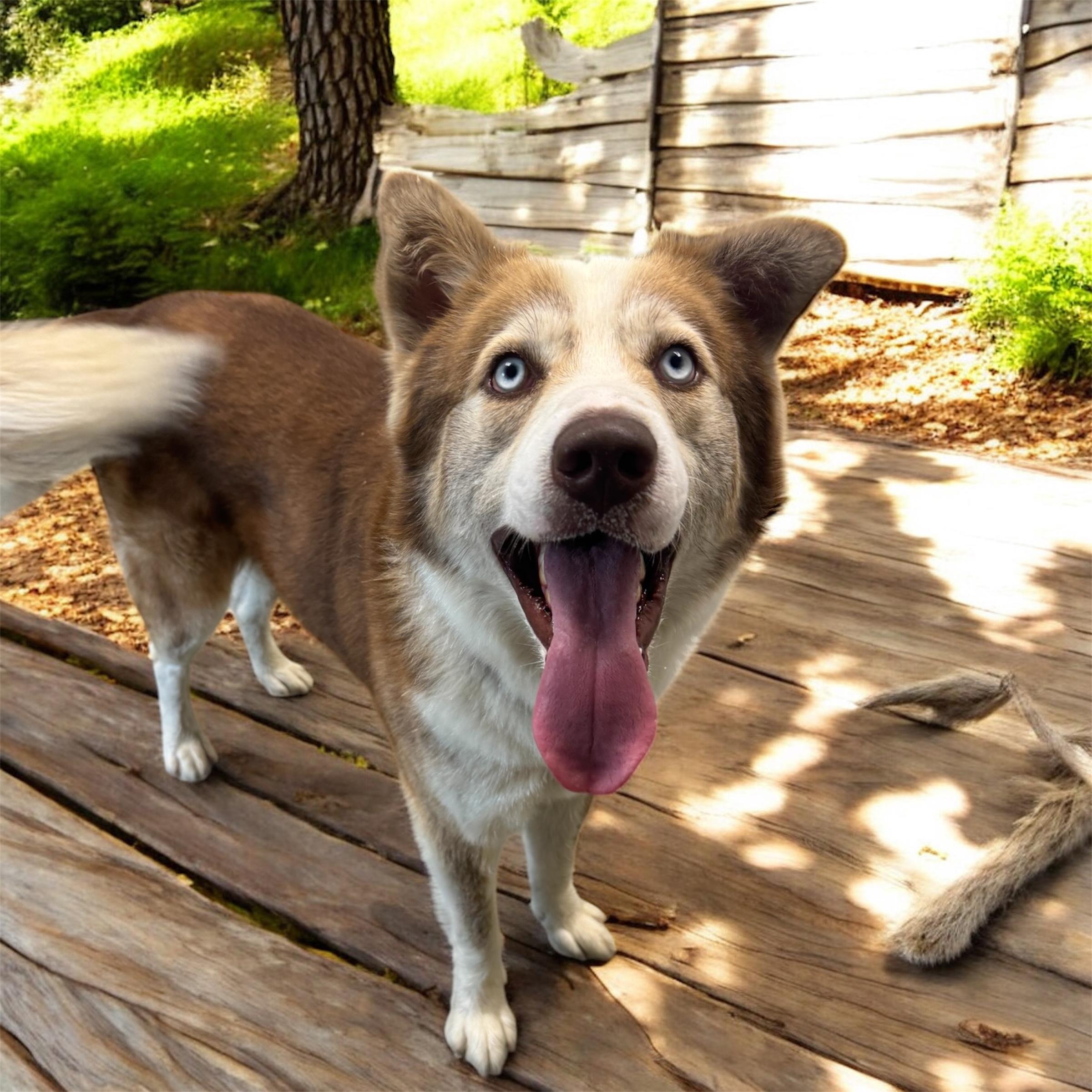 Duke, Adult Male Husky