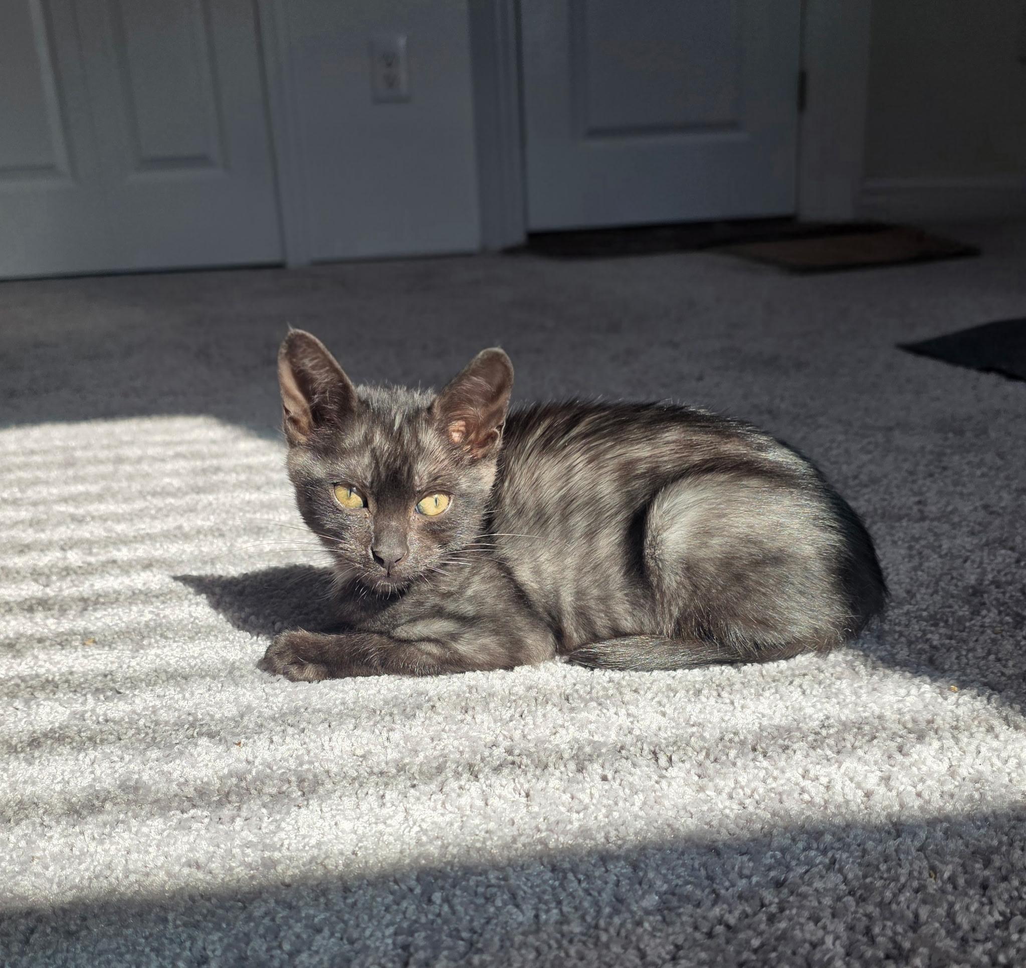 Everest, a Adoptable Domestic Short Hair in Tampa, FL image 1/2