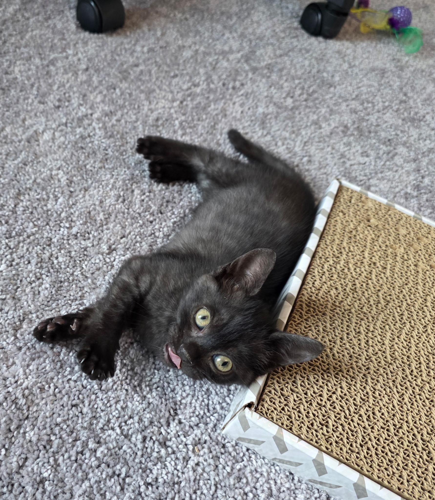 Everest, a Adoptable Domestic Short Hair in Tampa, FL image 2/2