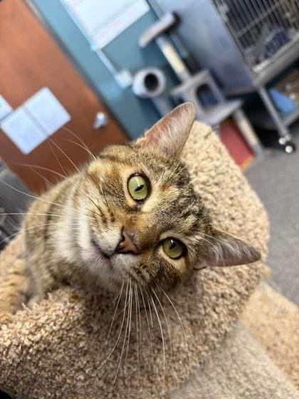 Mika, a Adoptable mixed breed in Shawano, WI image 1/3