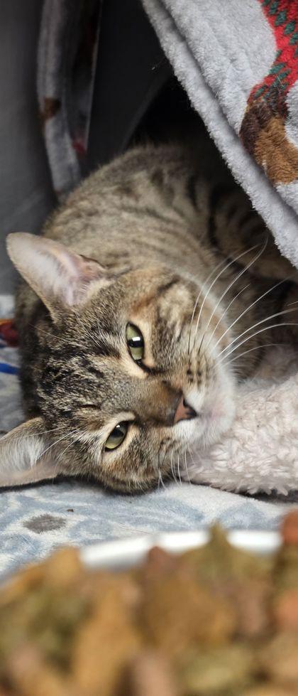 Mika, a Adoptable mixed breed in Shawano, WI image 2/3