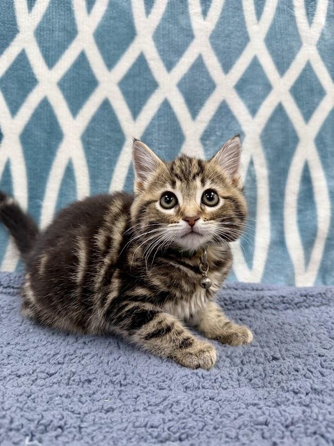 Enlarge Rocky Road, an adopted Domestic Short Hair in Columbus, OH image 2/4