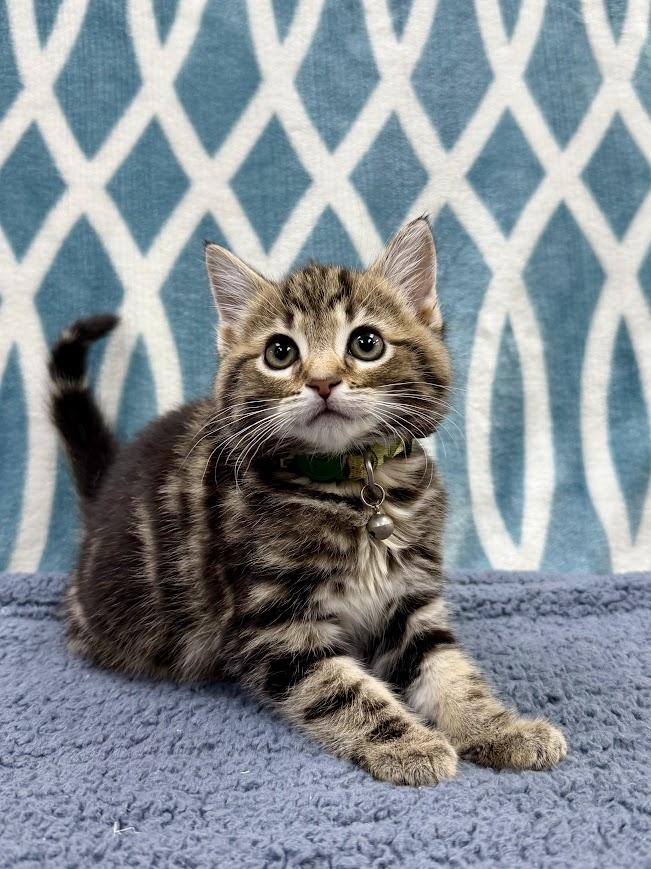 Enlarge Rocky Road, an adopted Domestic Short Hair in Columbus, OH image 4/4