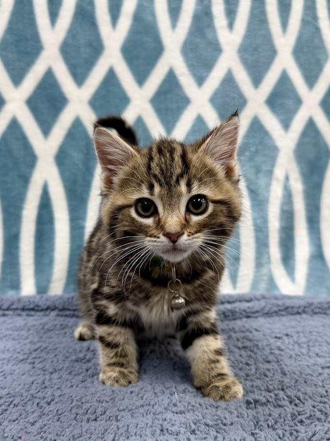 Enlarge Rocky Road, an adopted Domestic Short Hair in Columbus, OH image 3/4