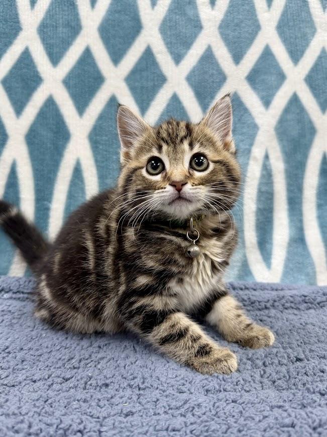 Rocky Road, ADOPTABLE, Kitten Male Domestic Short Hair.