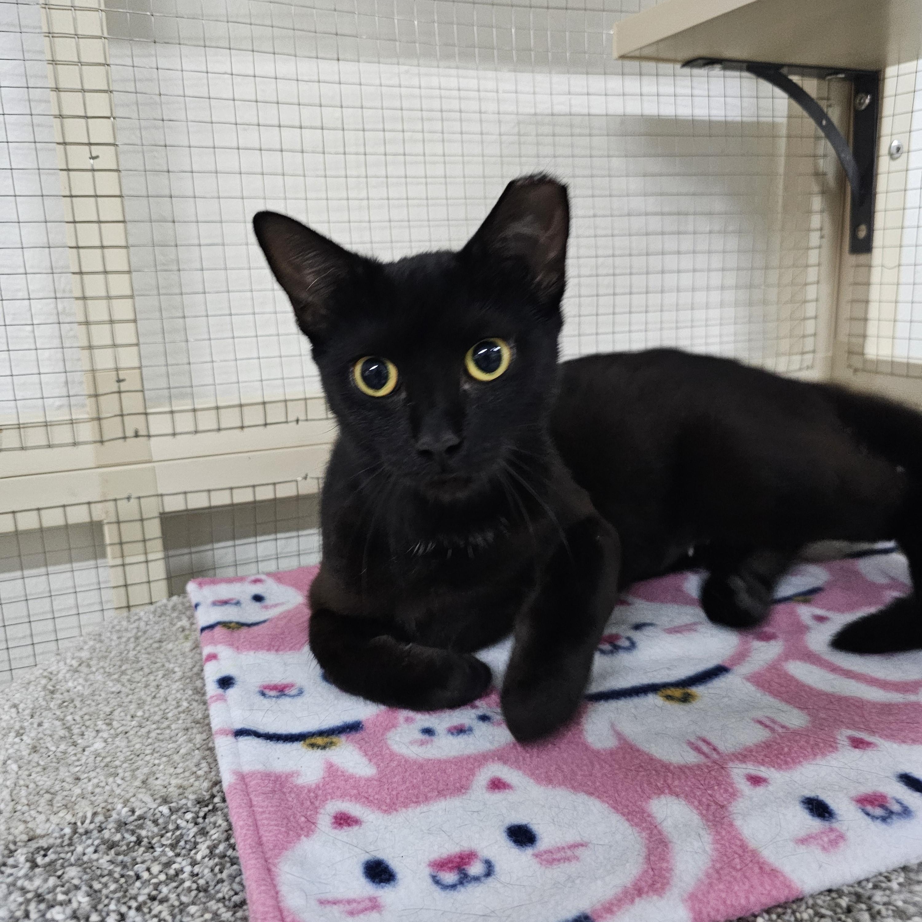 Pandora, Adoptable, Young Female Domestic Short Hair.