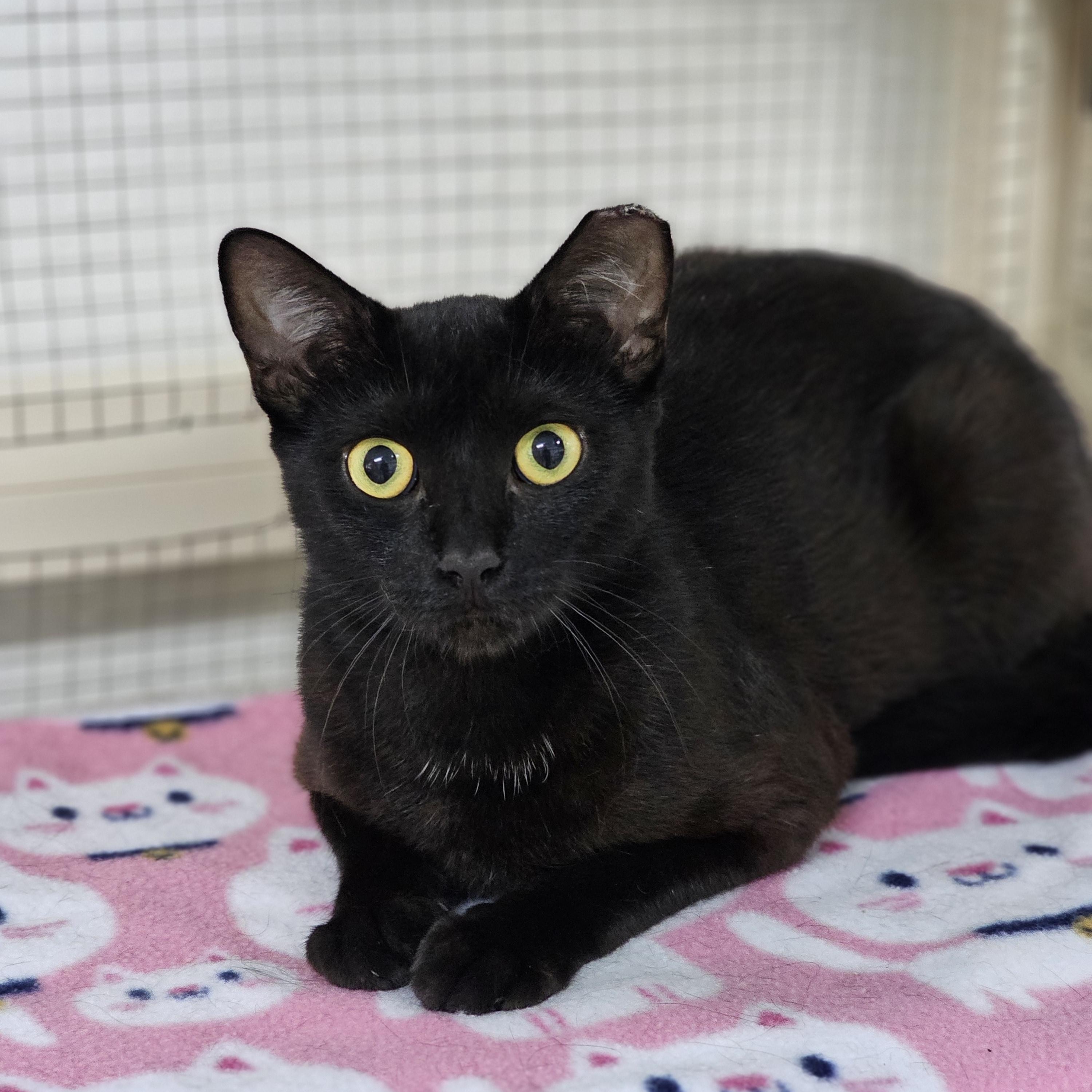Enlarge Pandora, a Adoptable Domestic Short Hair in Toledo, OH image 2/2