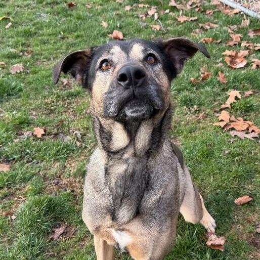 Enlarge Shego, a Adoptable German Shepherd Dog in Dayton, OH image 1/6