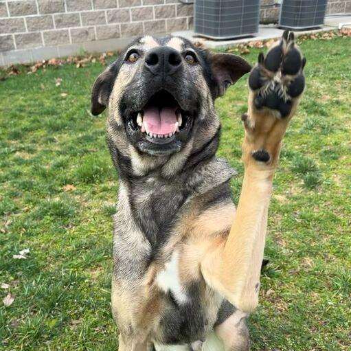 Enlarge Shego, a Adoptable German Shepherd Dog in Dayton, OH image 2/6