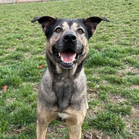 Enlarge Shego, a Adoptable German Shepherd Dog in Dayton, OH image 3/6