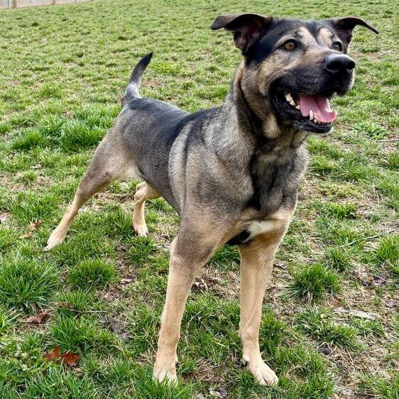 Enlarge Shego, a Adoptable German Shepherd Dog in Dayton, OH image 4/6