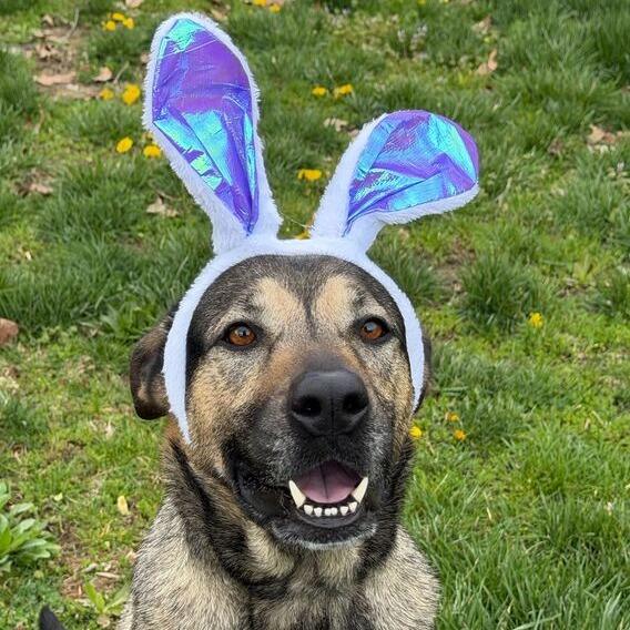 Enlarge Shego, a Adoptable German Shepherd Dog in Dayton, OH image 5/6