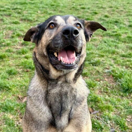 Enlarge Shego, a Adoptable German Shepherd Dog in Dayton, OH image 6/6